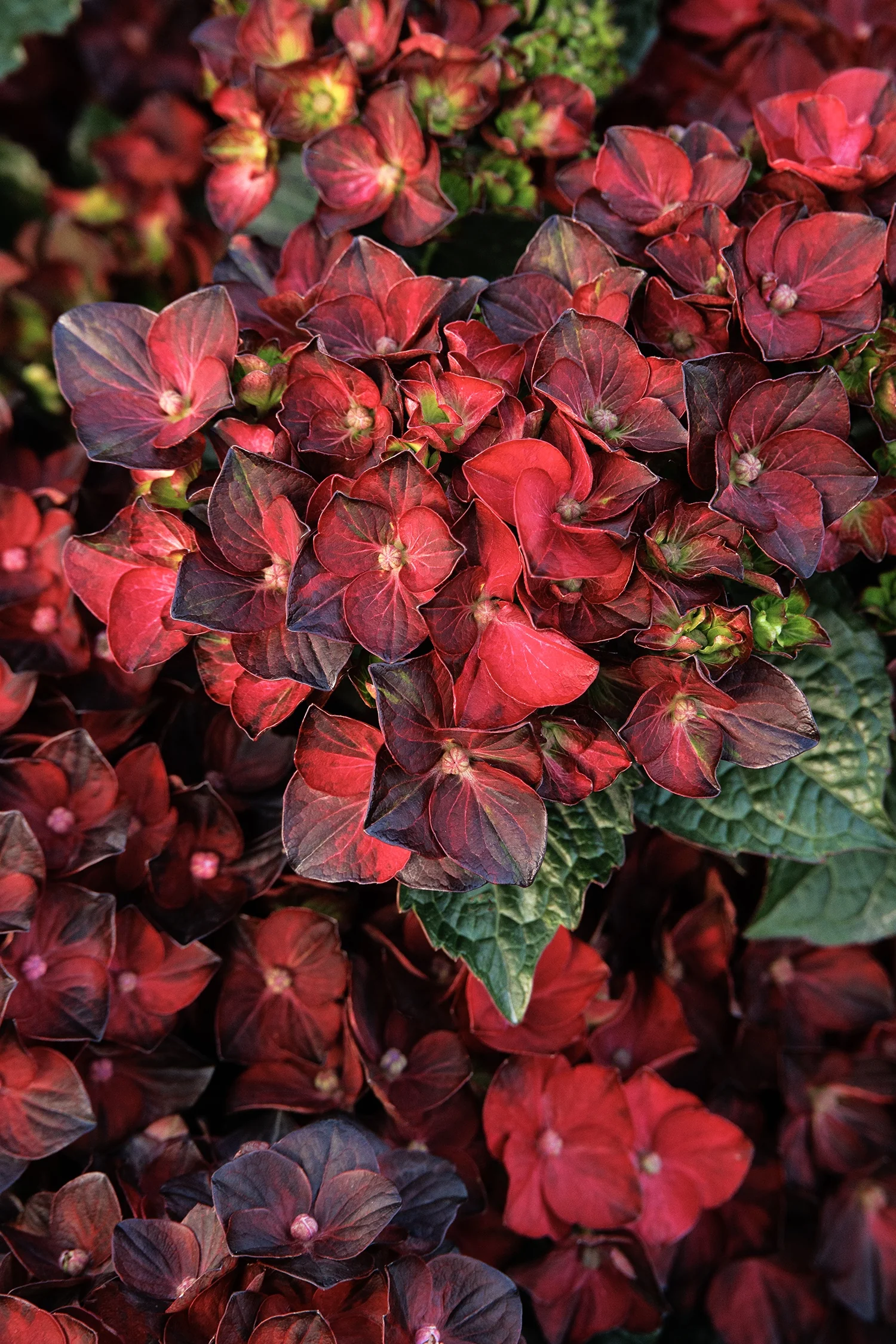 Centennial Ruby™ Hydrangea 5 Centennial Ruby™ Hydrangea