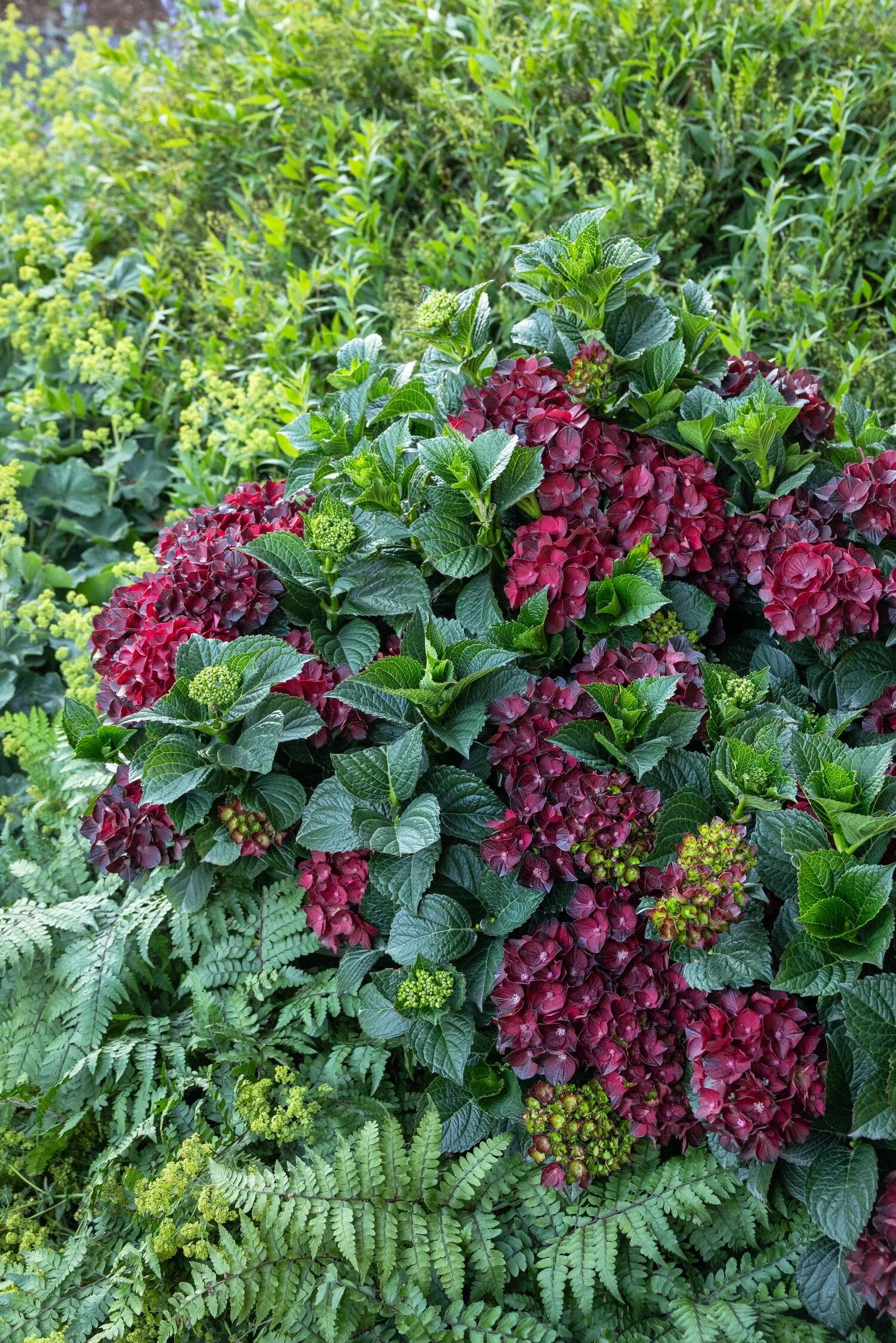 Centennial Ruby™ Hydrangea 6 Centennial Ruby™ Hydrangea