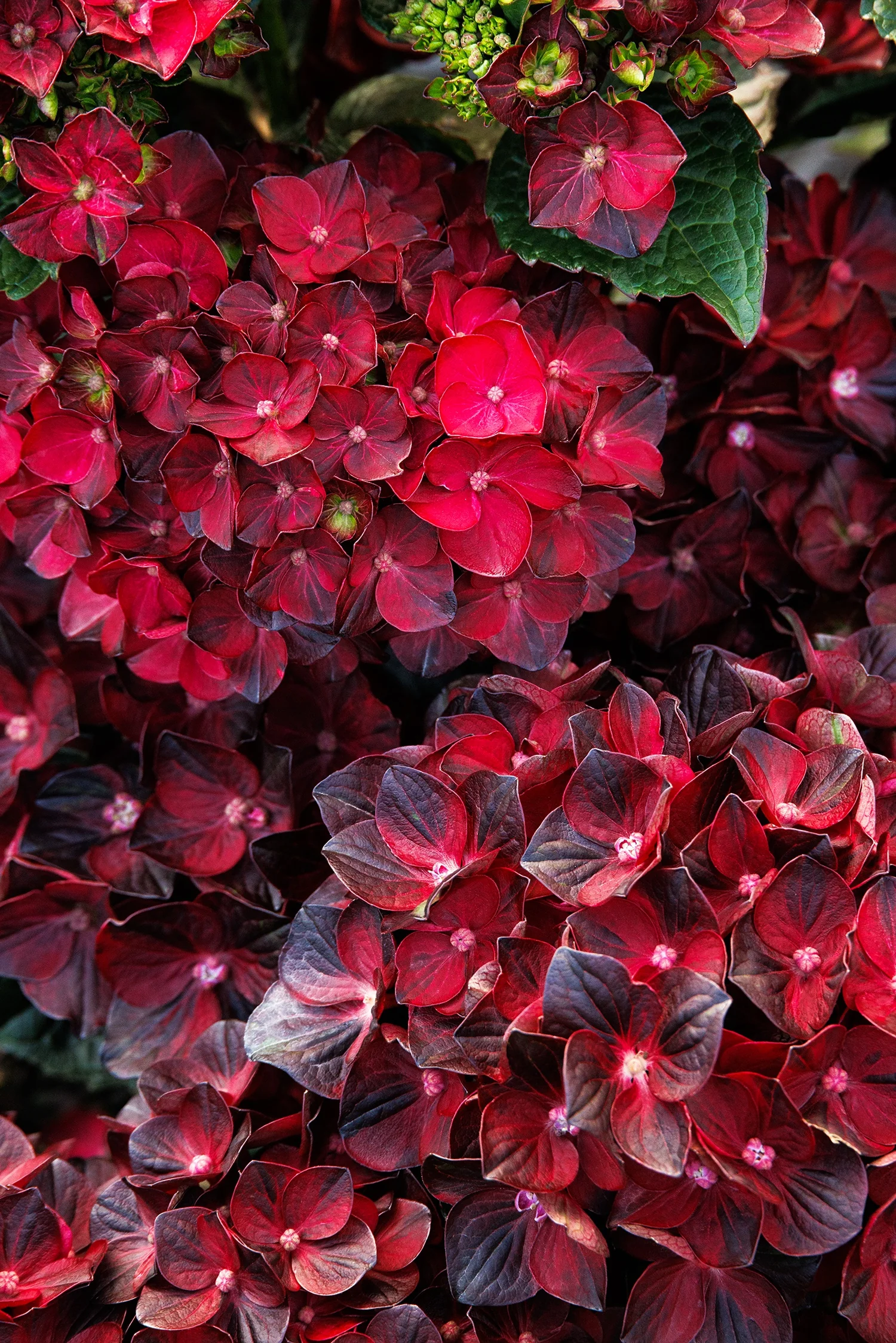 Centennial Ruby™ Hydrangea 7 Centennial Ruby™ Hydrangea
