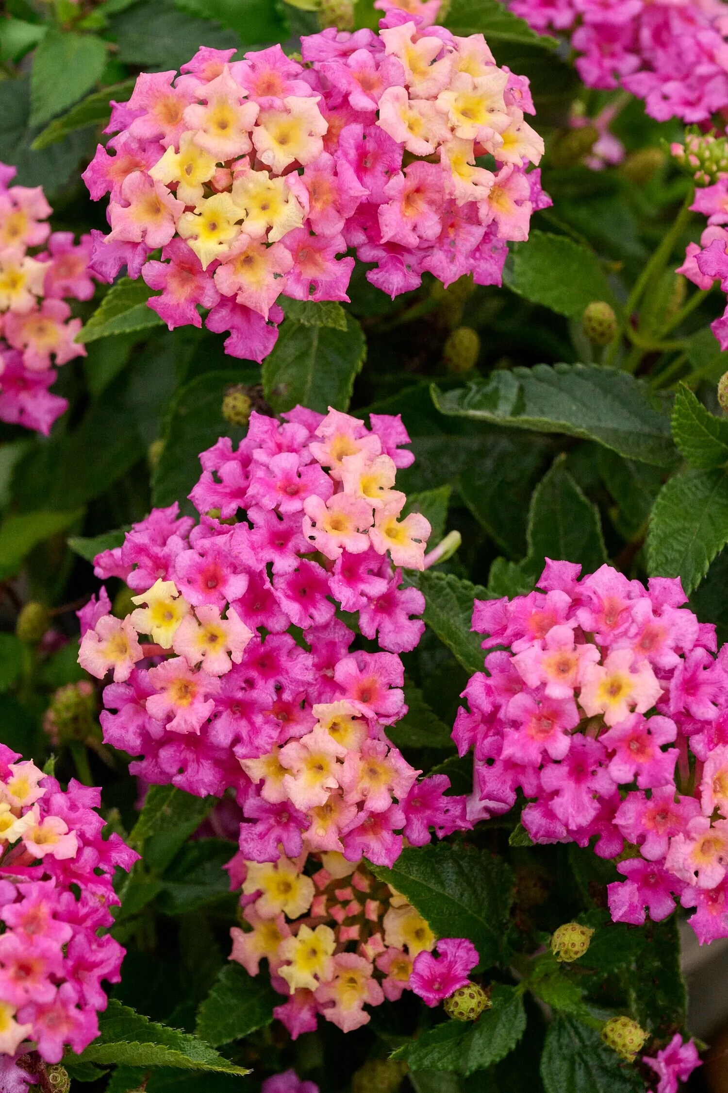 Fiesta™ Limonada Rosa Lantana