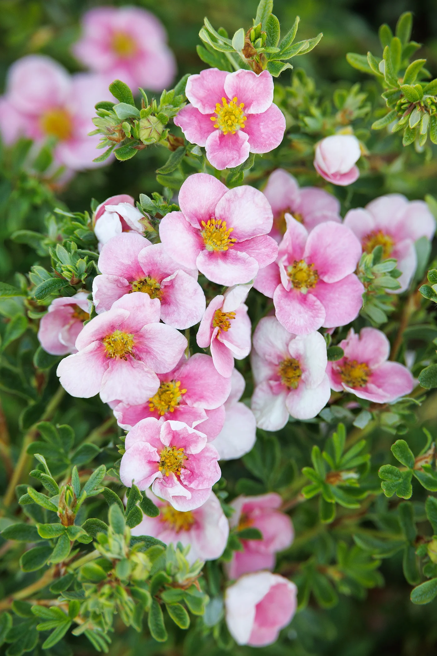 Pink N' Pretty® Potentilla 14 Pink N' Pretty® Potentilla