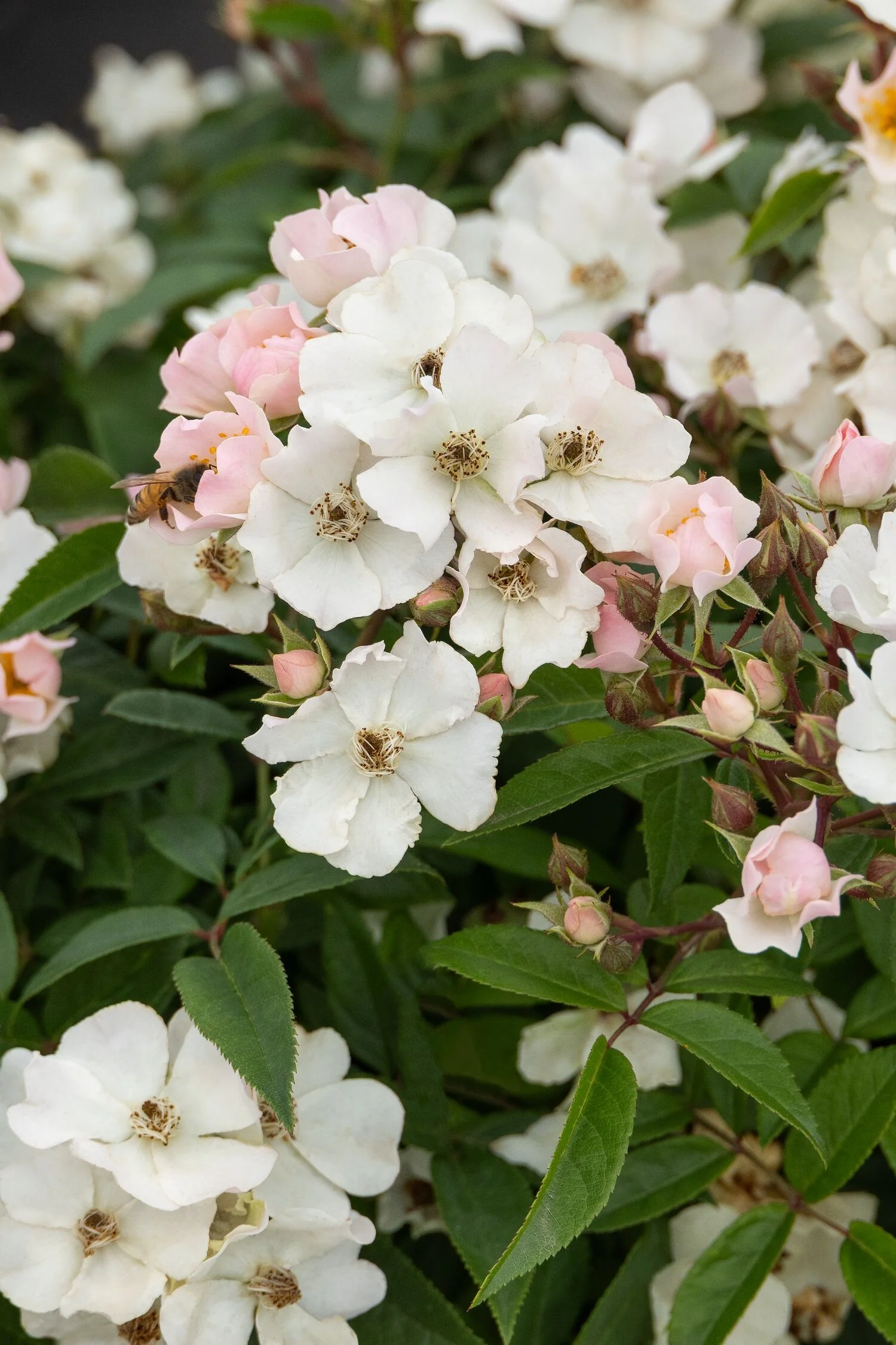 Honey Blush™ Rose