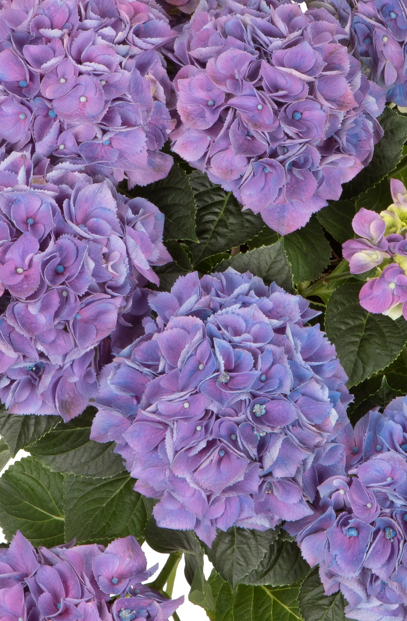 Hi™ Canal Hydrangea 3 Hi™ Canal Hydrangea