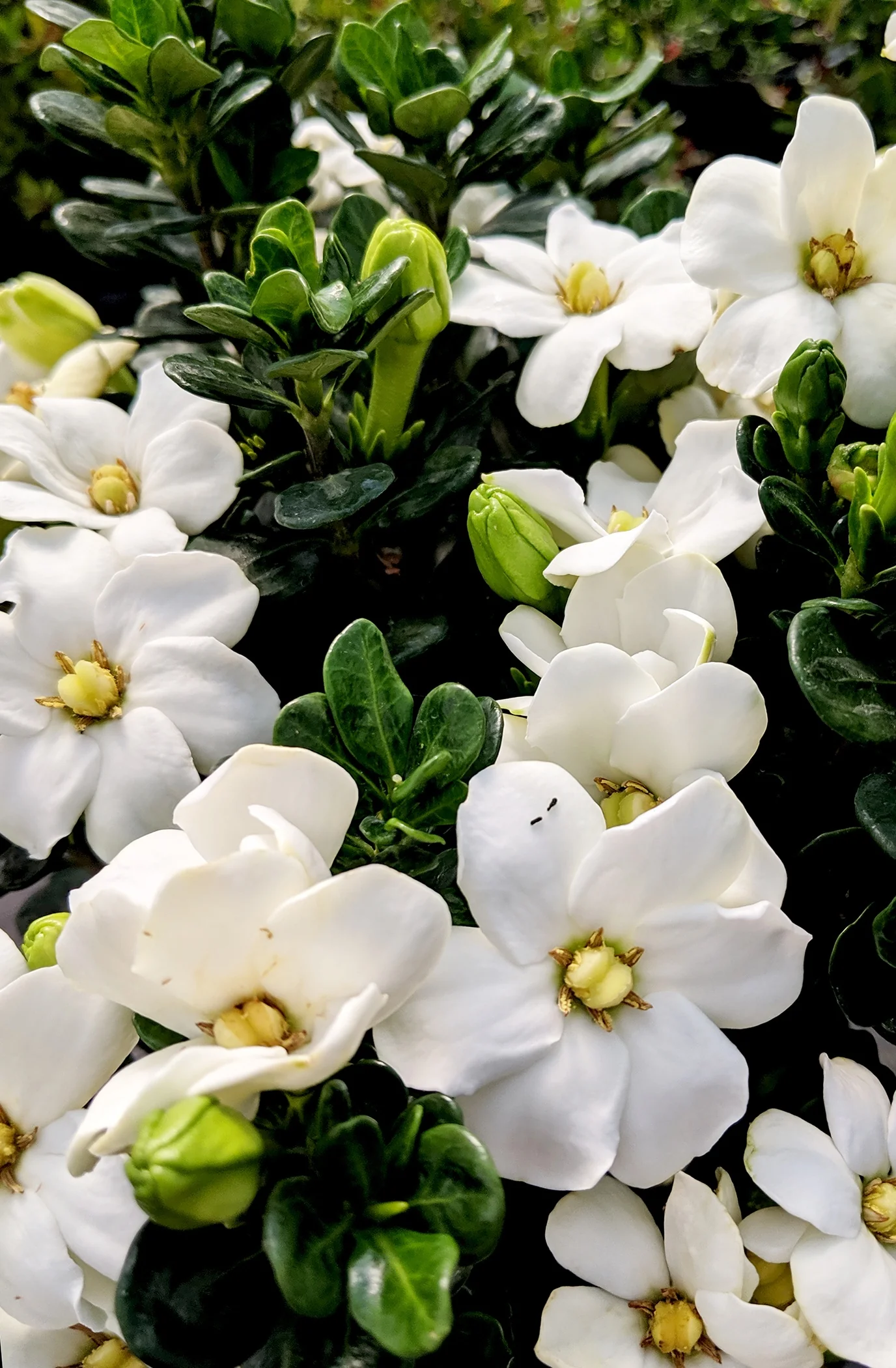 Snow Globe™ Gardenia 1 Snow Globe™ Gardenia