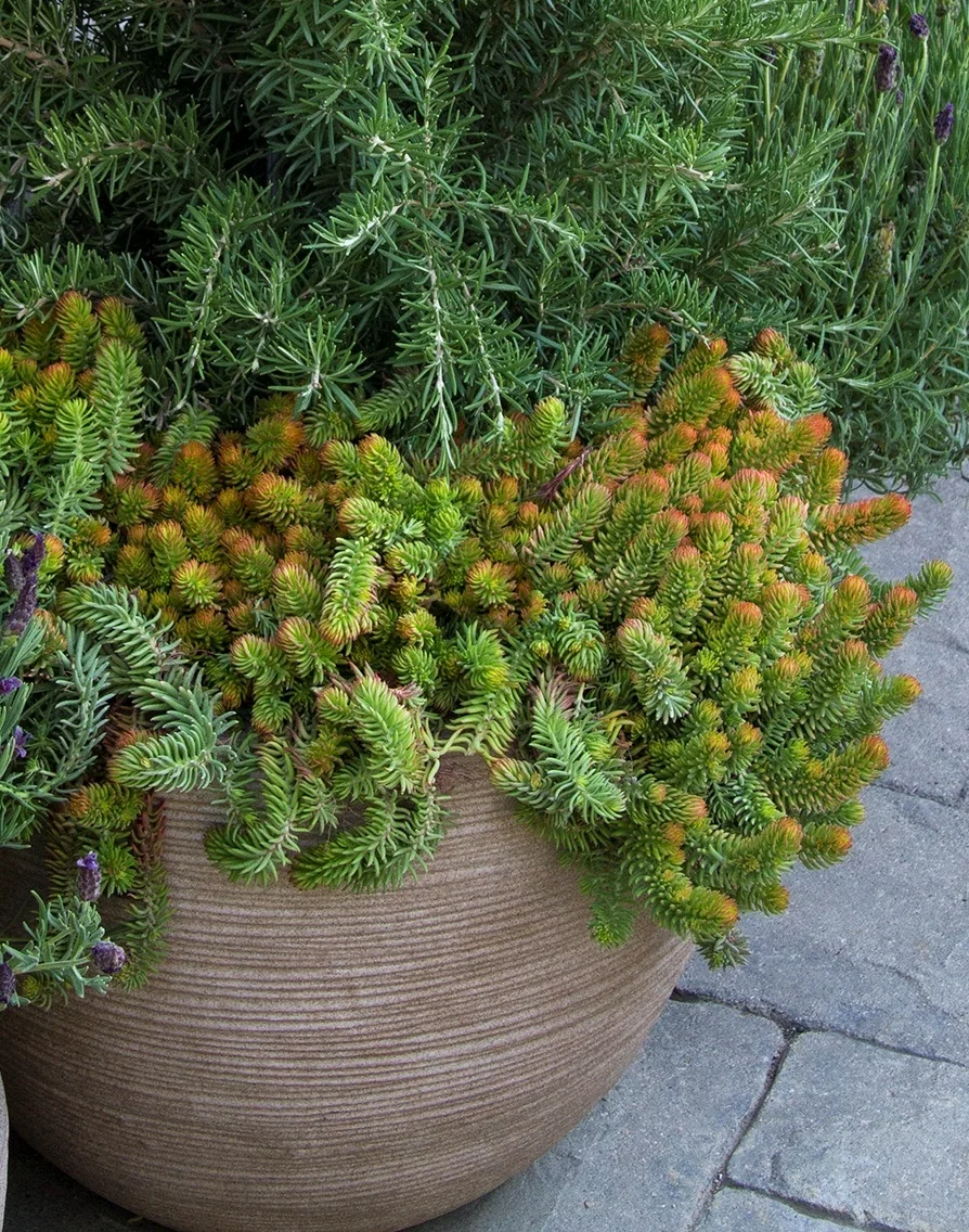 Angelina Stonecrop