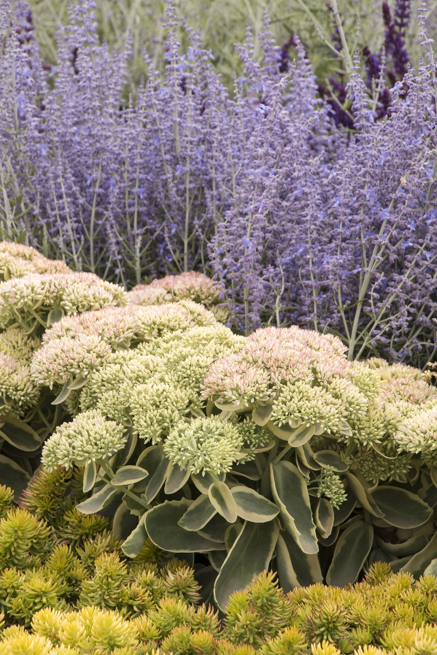 Angelina Stonecrop 4 Angelina Stonecrop