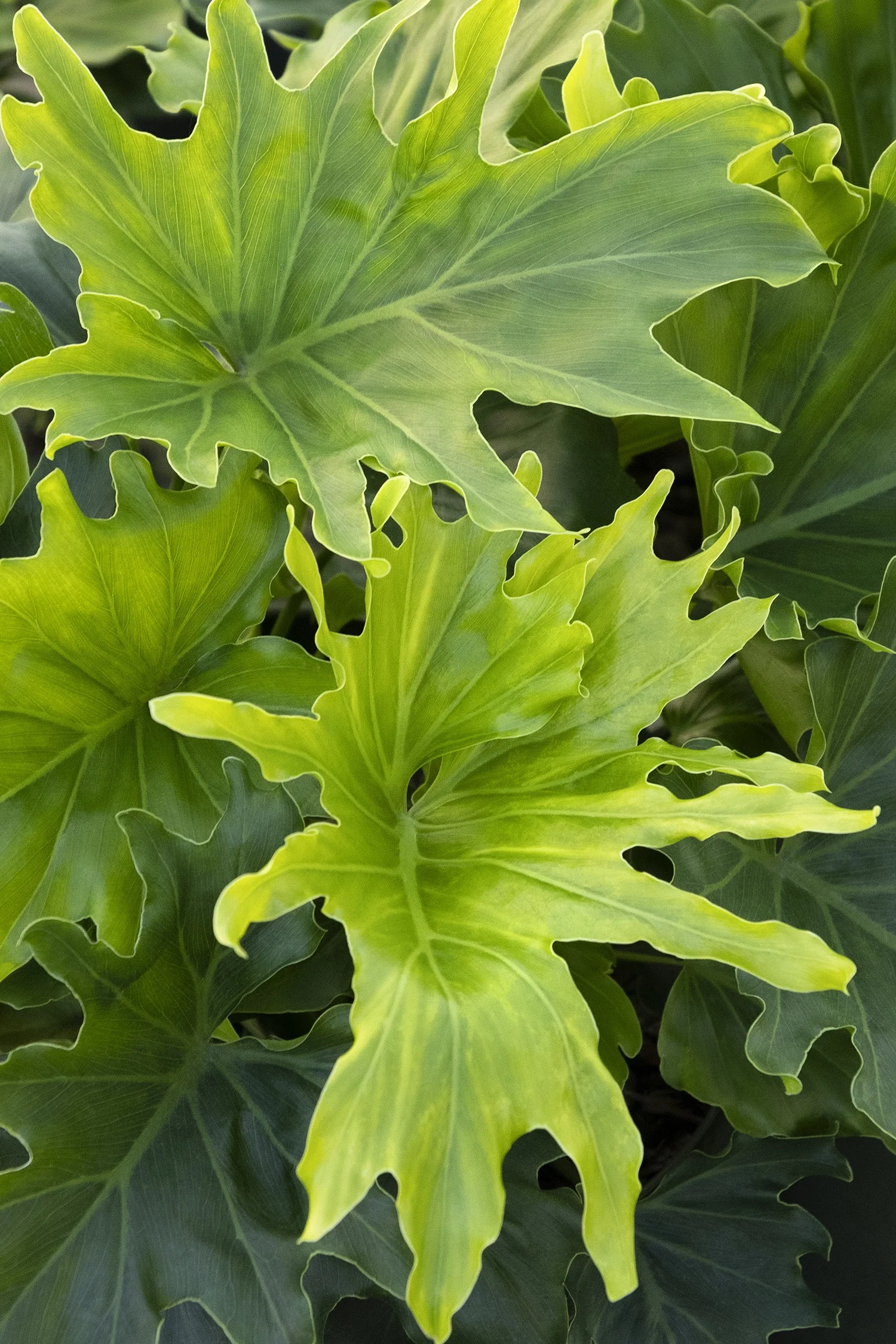 Lickity Split Philodendron 7 Lickity Split Philodendron