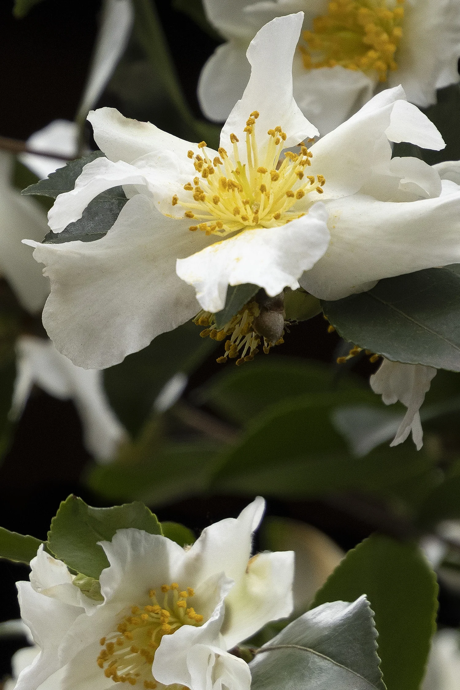 Setsugekka Camellia 3 Setsugekka Camellia