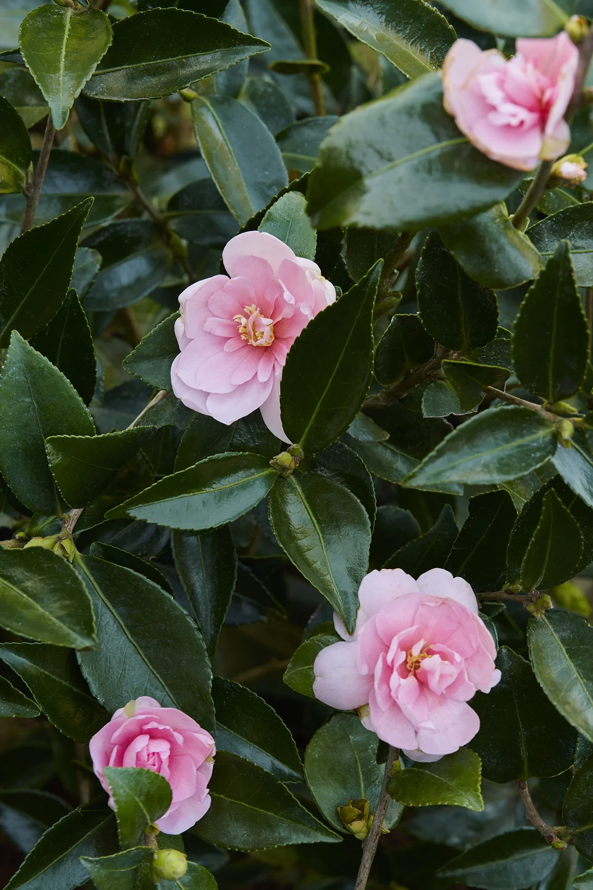Jean May Camellia 1 Jean May Camellia