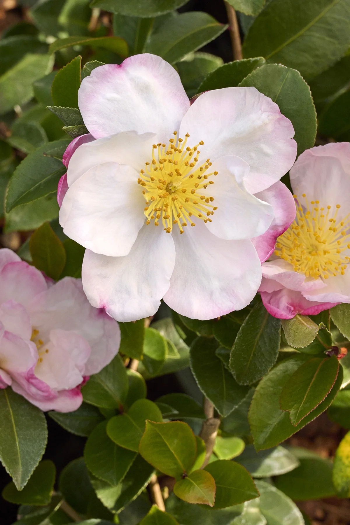 Apple Blossom Camellia 2 Apple Blossom Camellia