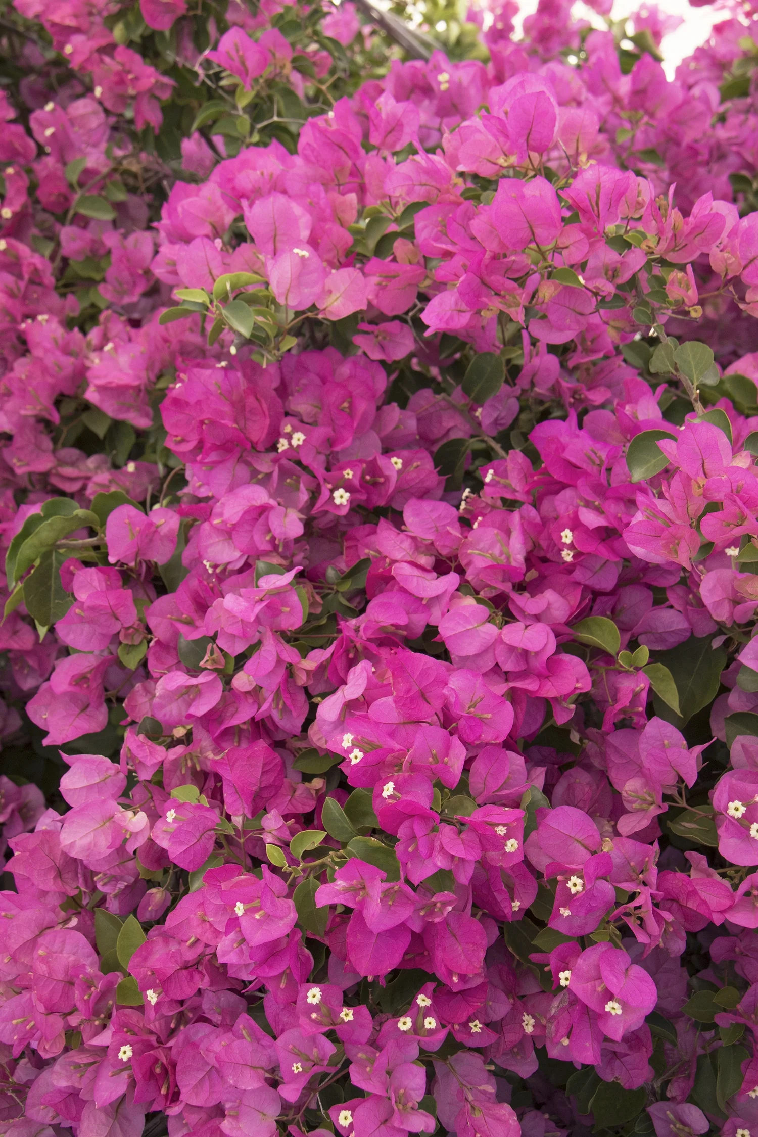 Texas Dawn® Bougainvillea