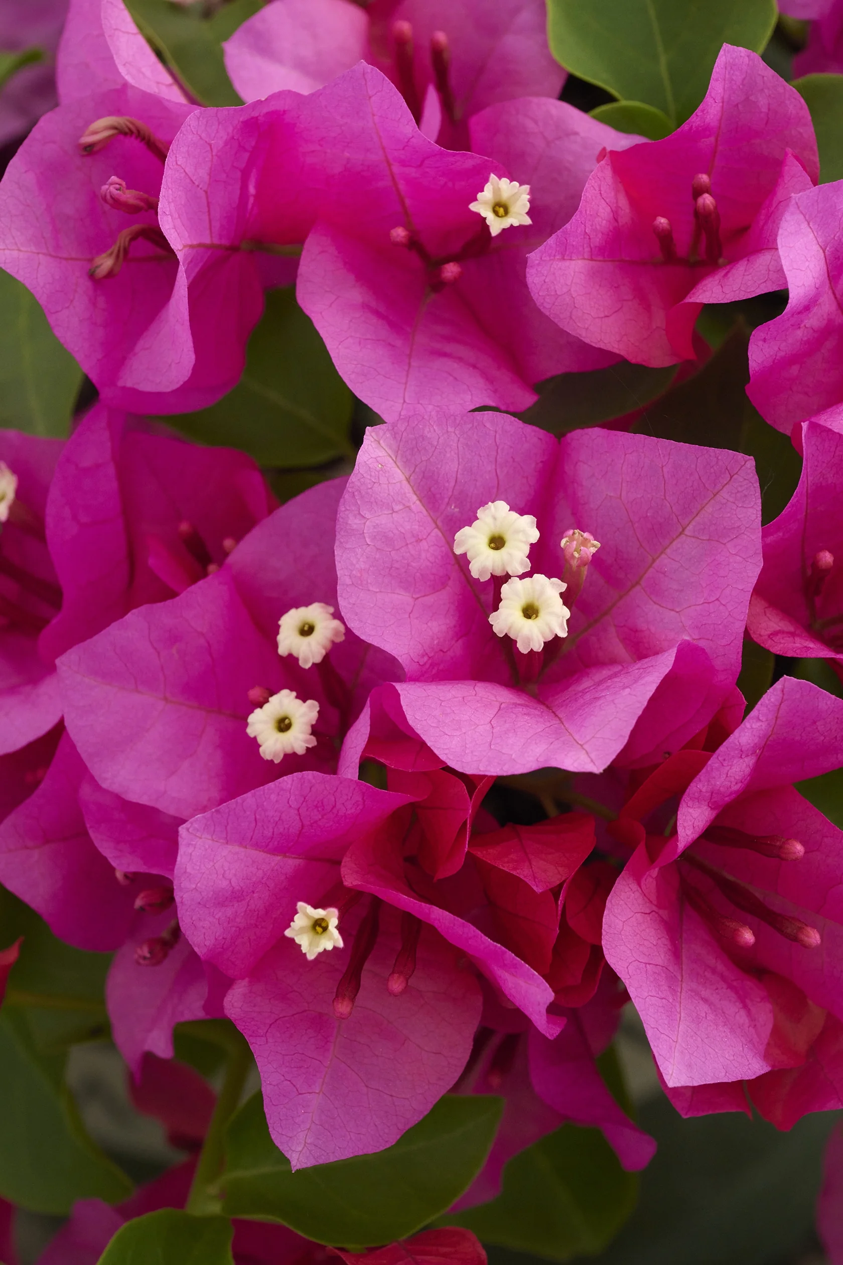 Oo-La-La® Bougainvillea