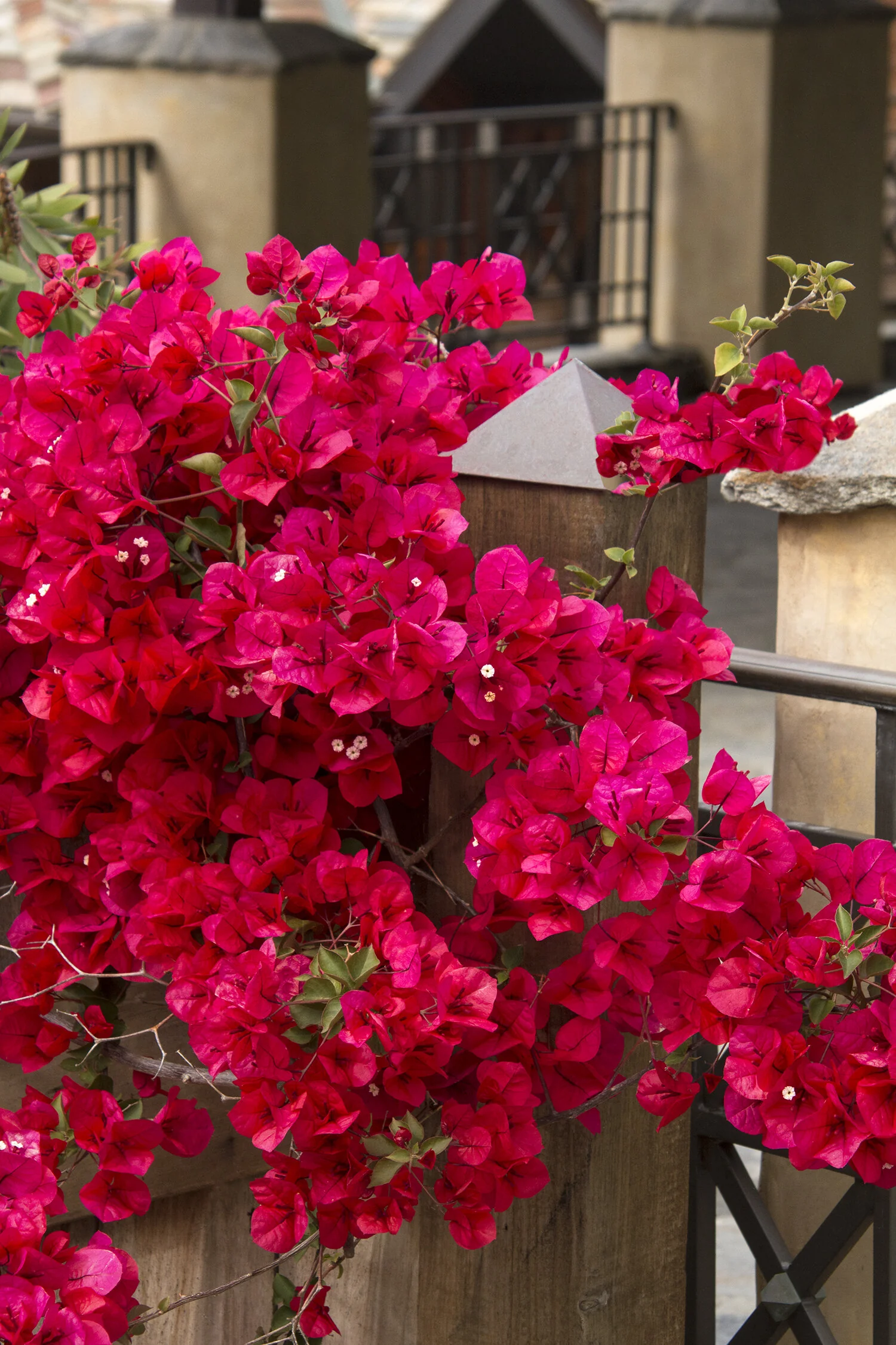 Scarlett O'Hara Bougainvillea