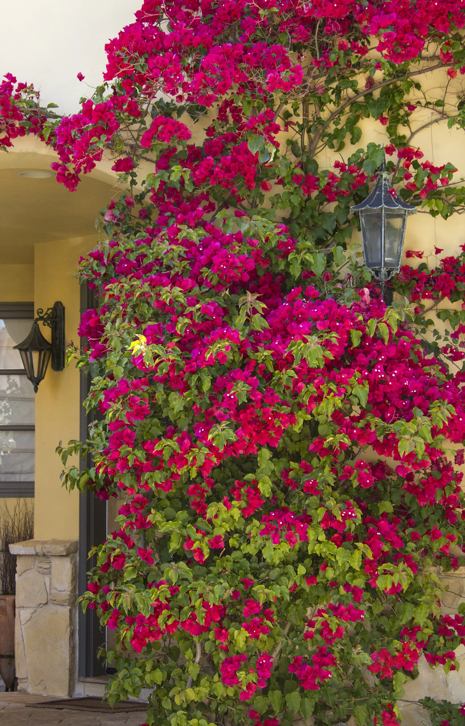 Barbara Karst Bougainvillea