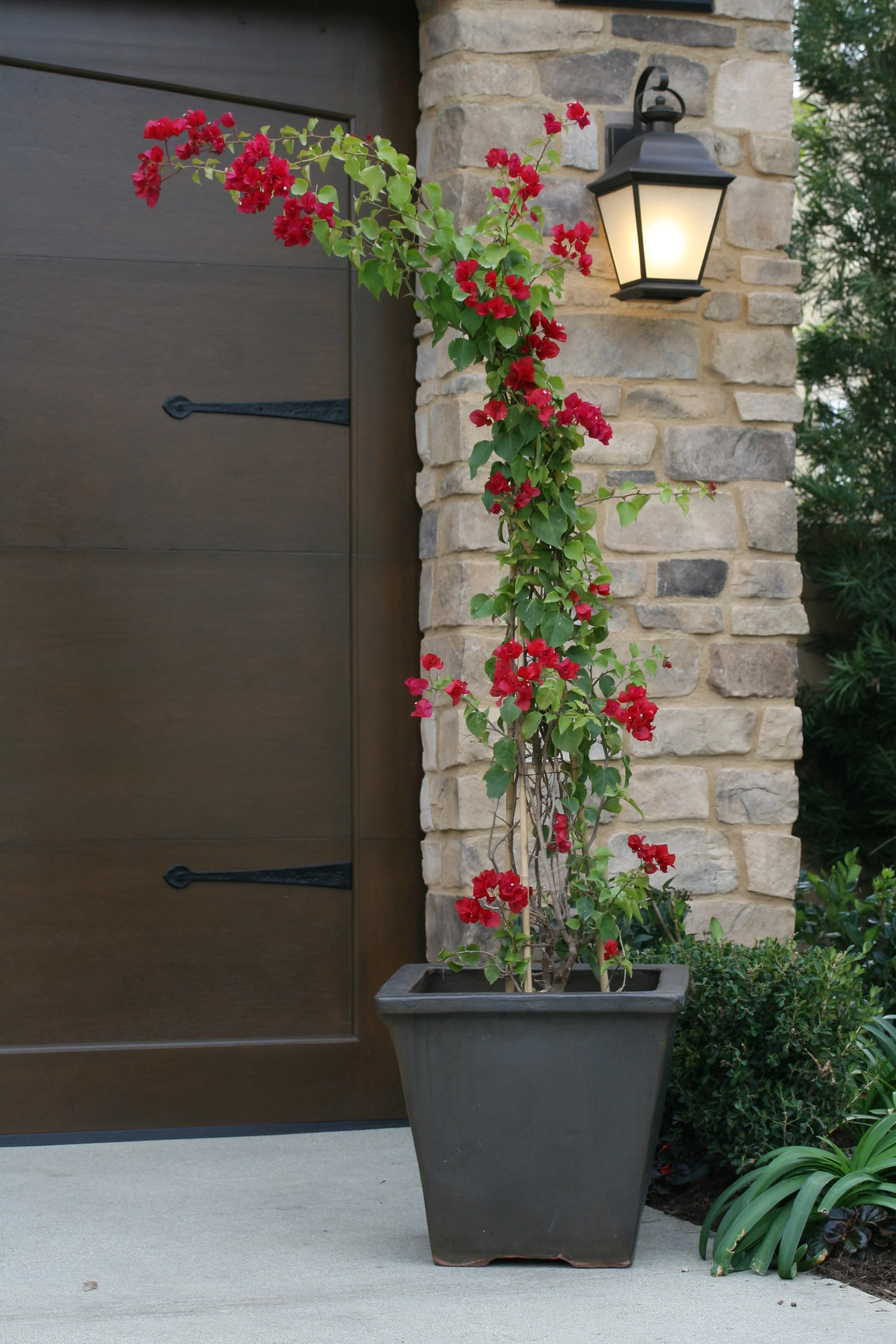 Barbara Karst Bougainvillea
