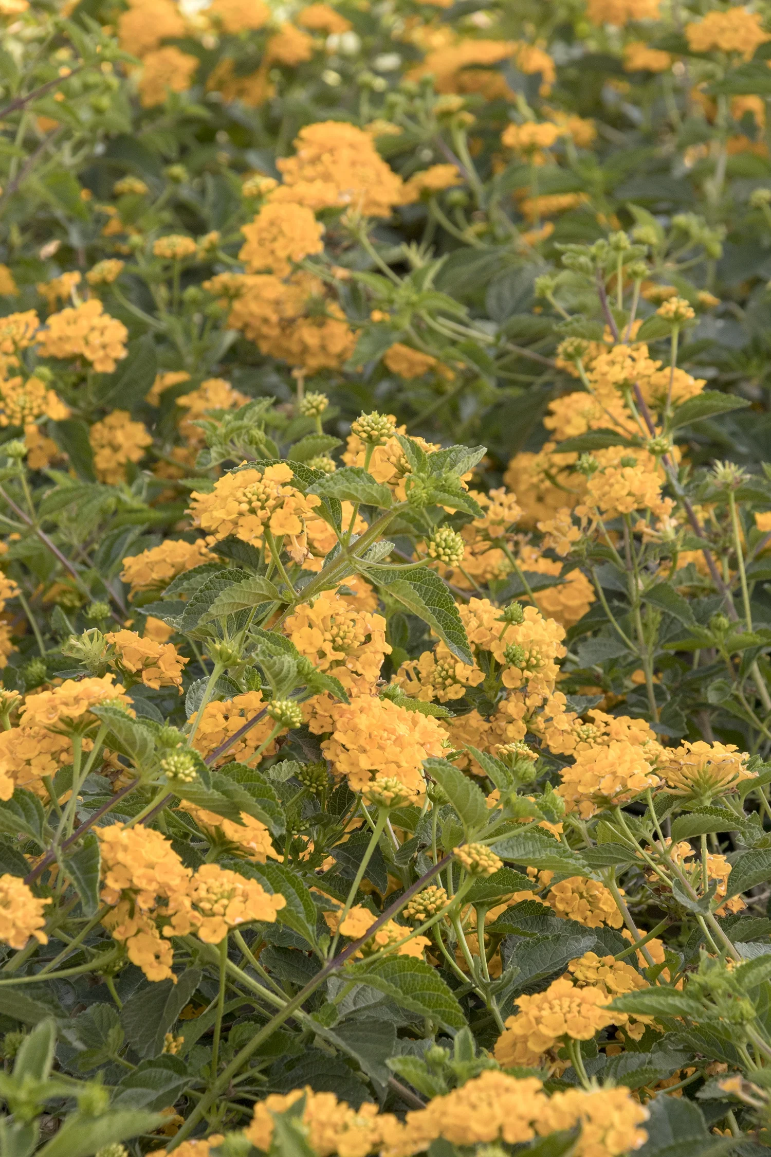 New Gold Lantana 1 New Gold Lantana