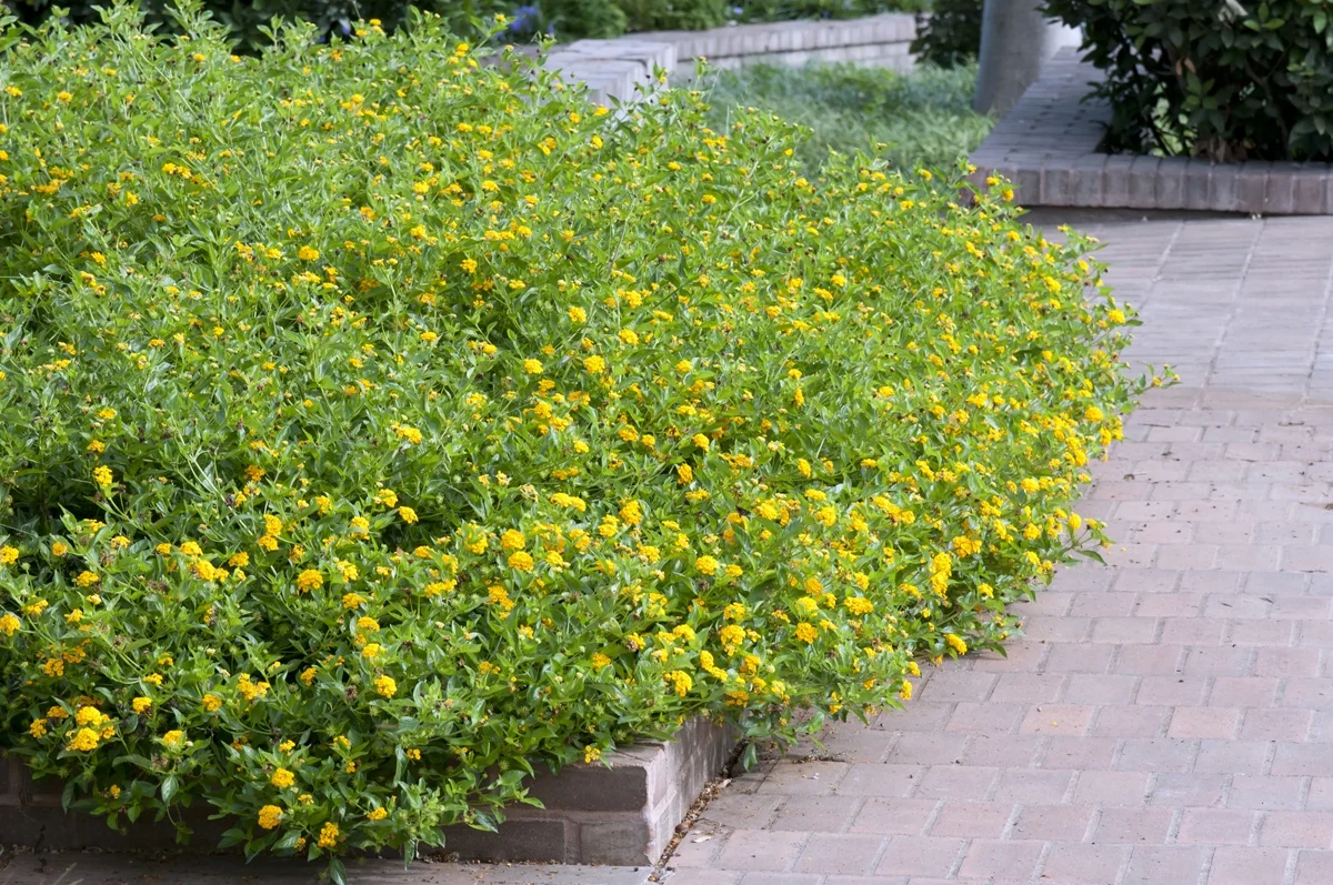 New Gold Lantana 2 New Gold Lantana