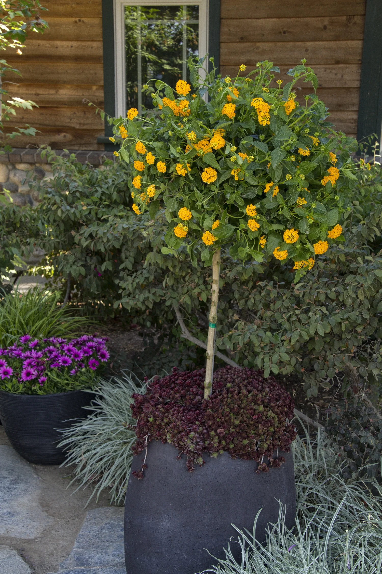 New Gold Lantana 3 New Gold Lantana