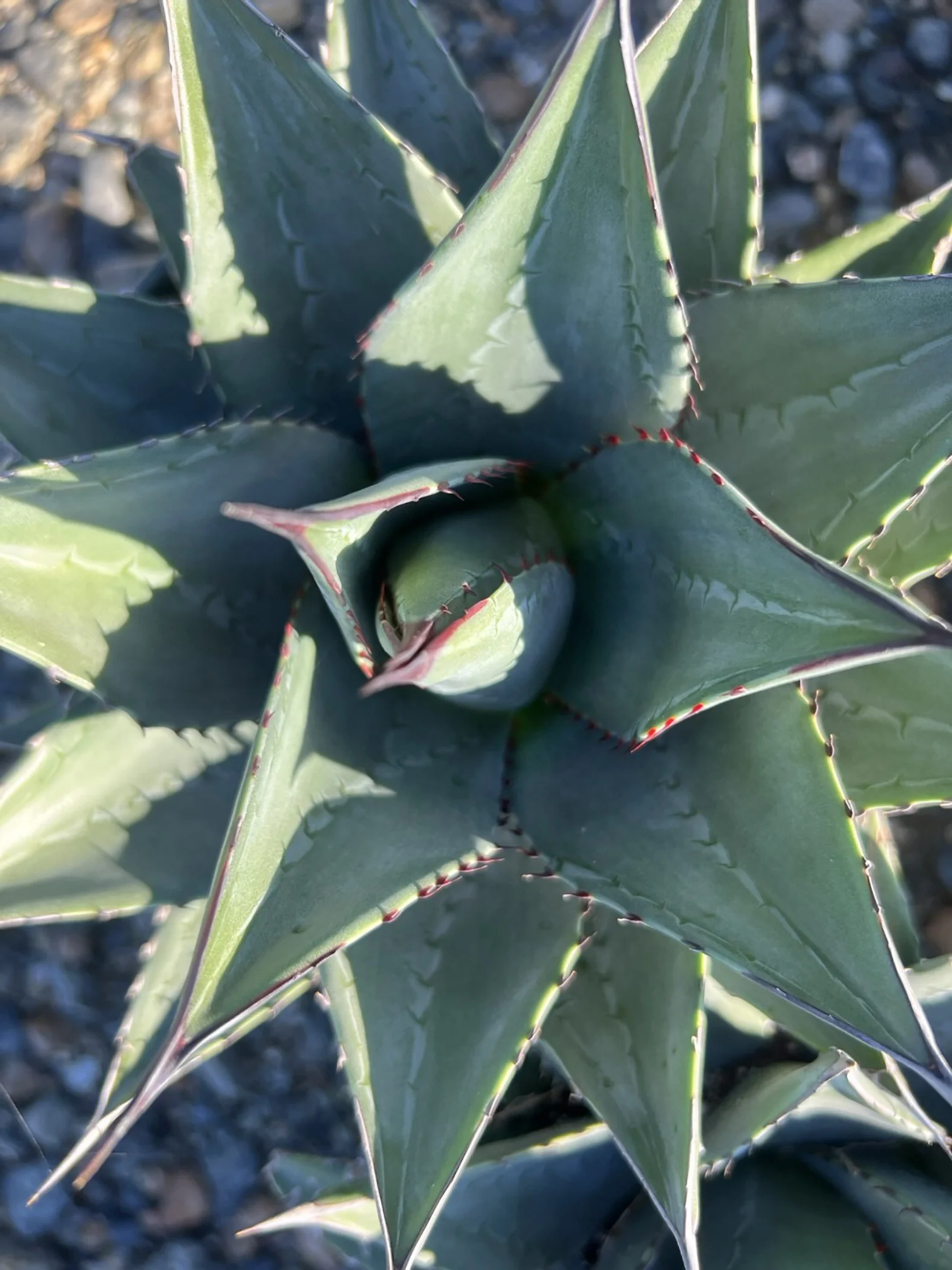 Sho-Time Agave 3 Sho-Time Agave
