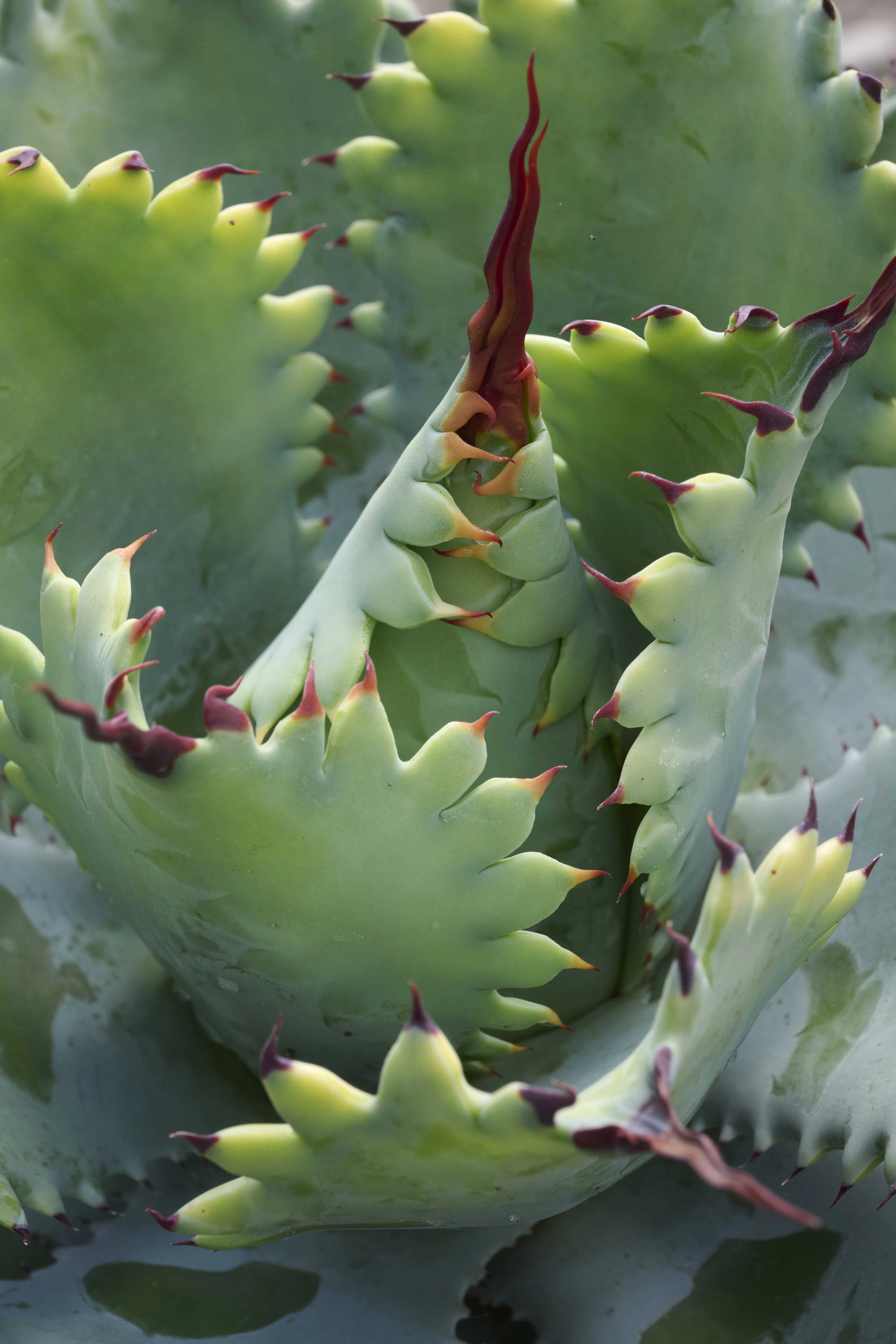 Spawn Agave 1 Spawn Agave