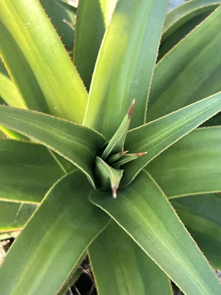 Mateo Agave 2 Mateo Agave
