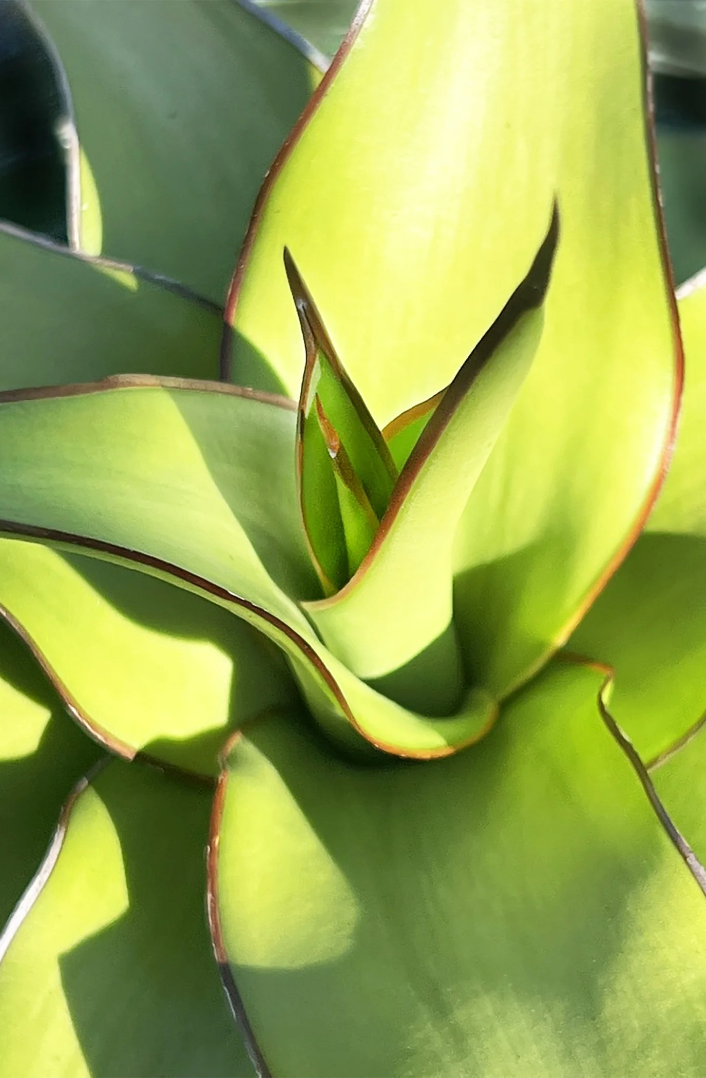 Chazaroi Agave 5 Chazaroi Agave