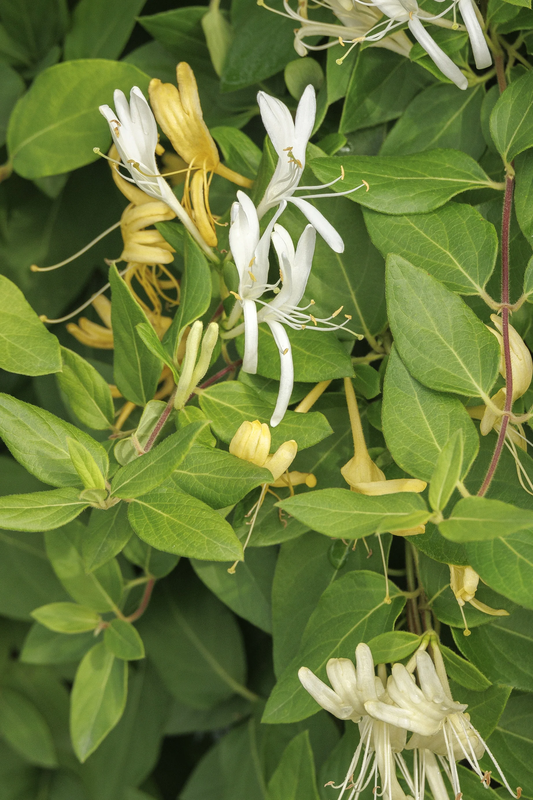 Hall's Japanese Honeysuckle