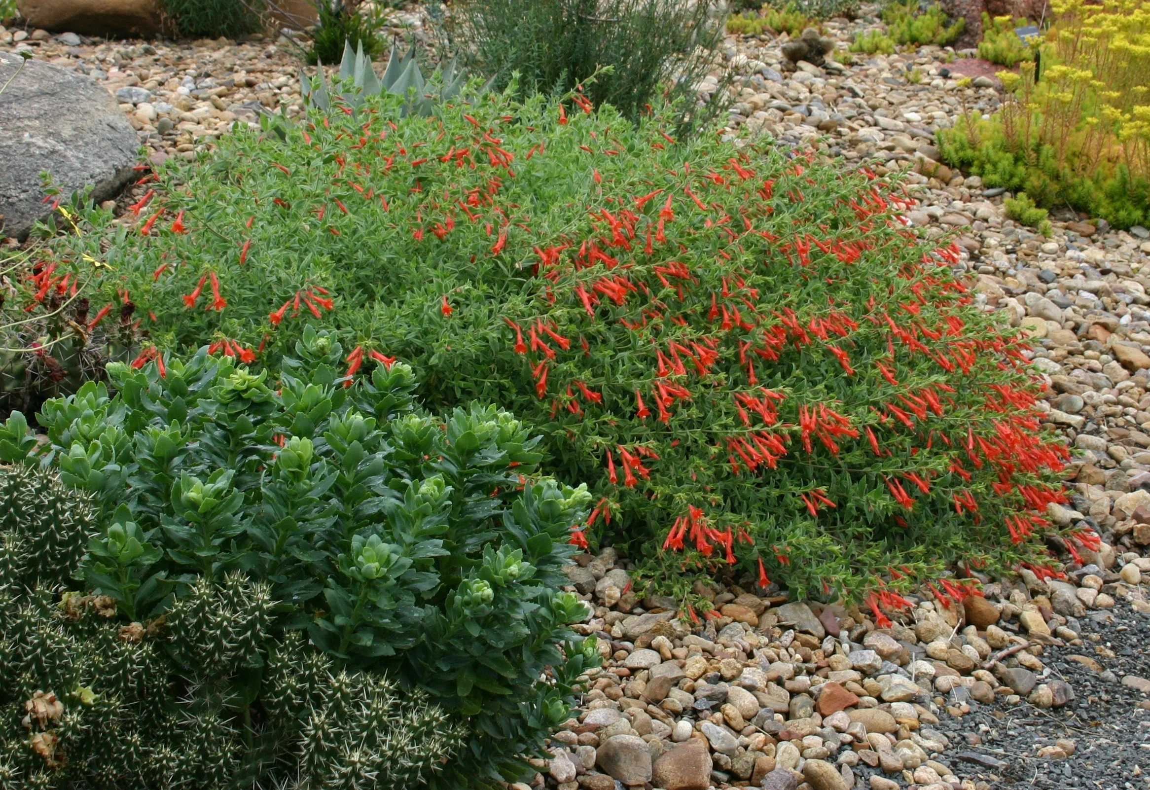 Orange Carpet® Hummingbird Trumpet 1 Orange Carpet® Hummingbird Trumpet