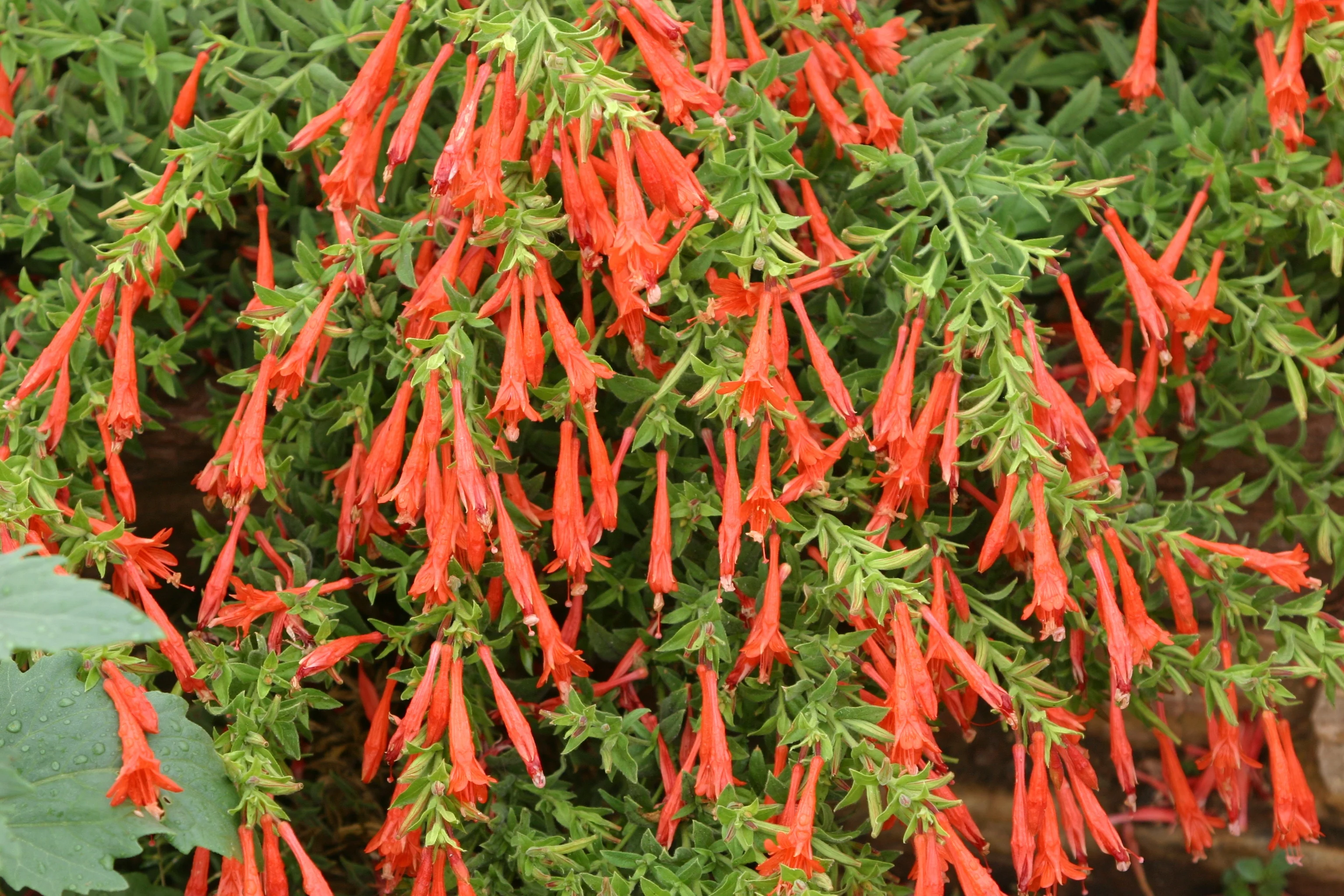 Orange Carpet® Hummingbird Trumpet 2 Orange Carpet® Hummingbird Trumpet