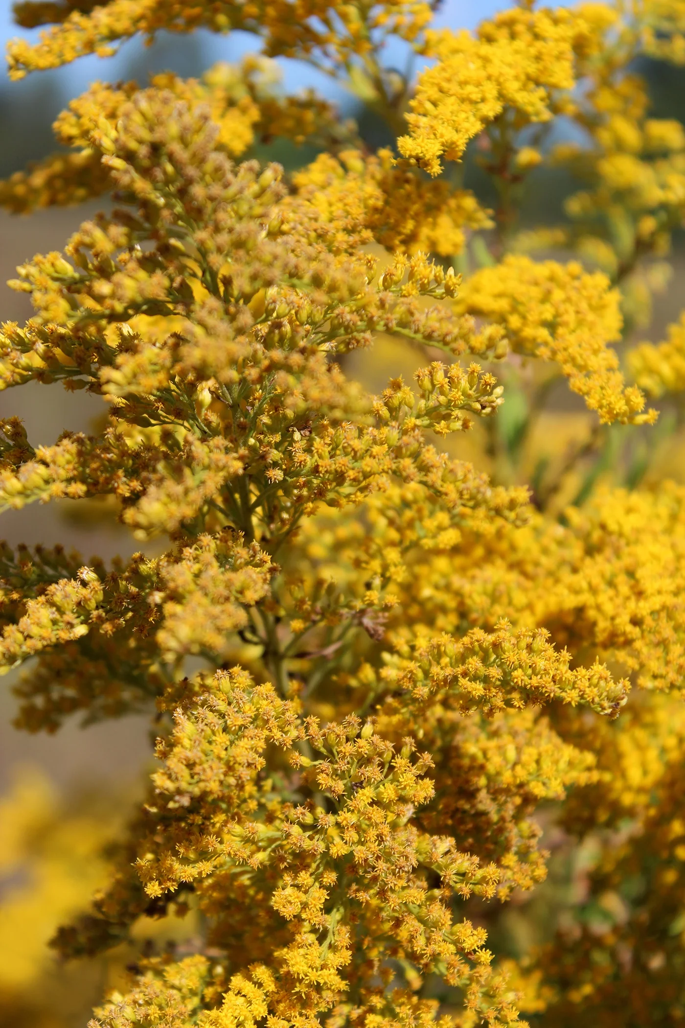 California Goldenrod