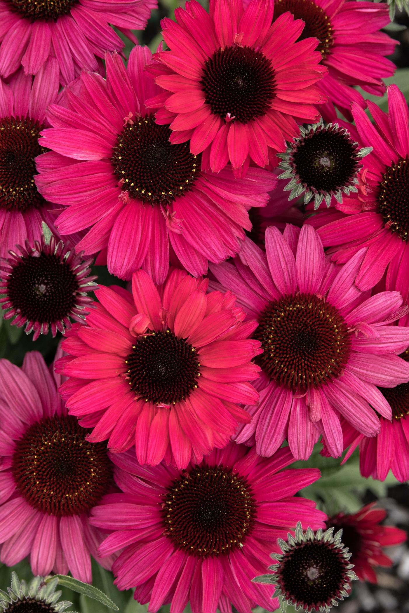 SunMagic™ Chocolate Cherry Coneflower