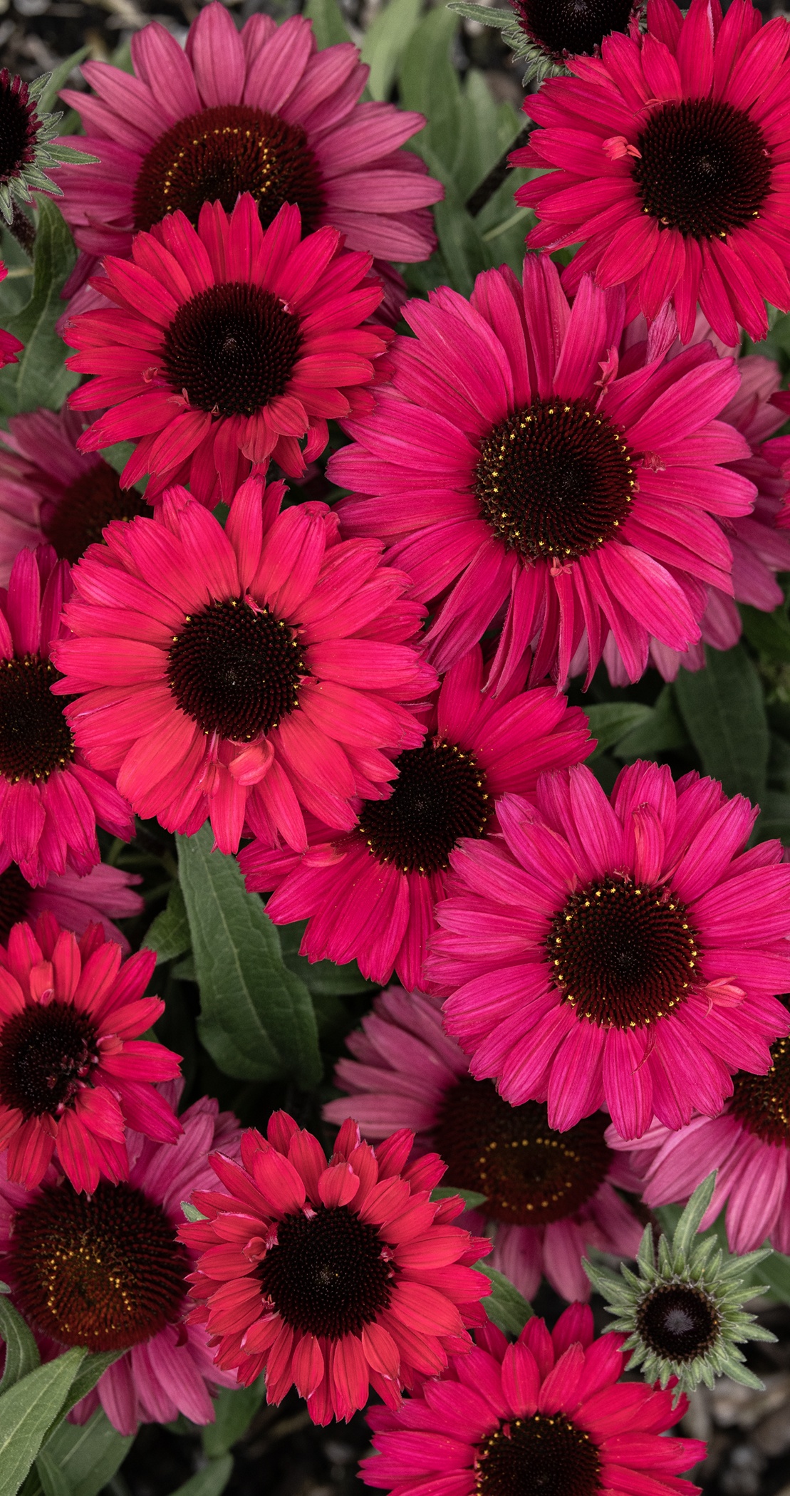 SunMagic™ Chocolate Cherry Coneflower