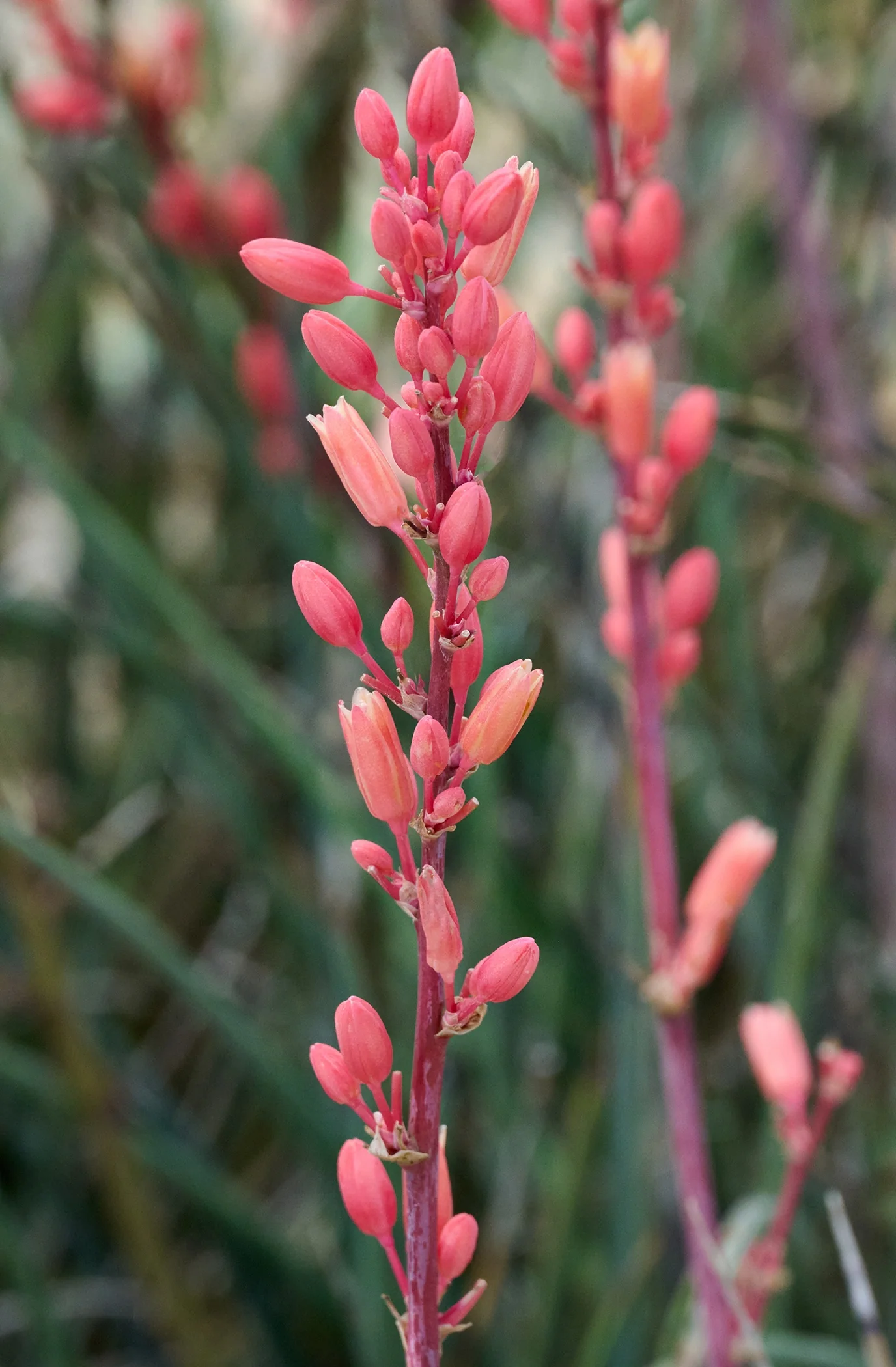 Tahitian Dawn® Texas Yucca