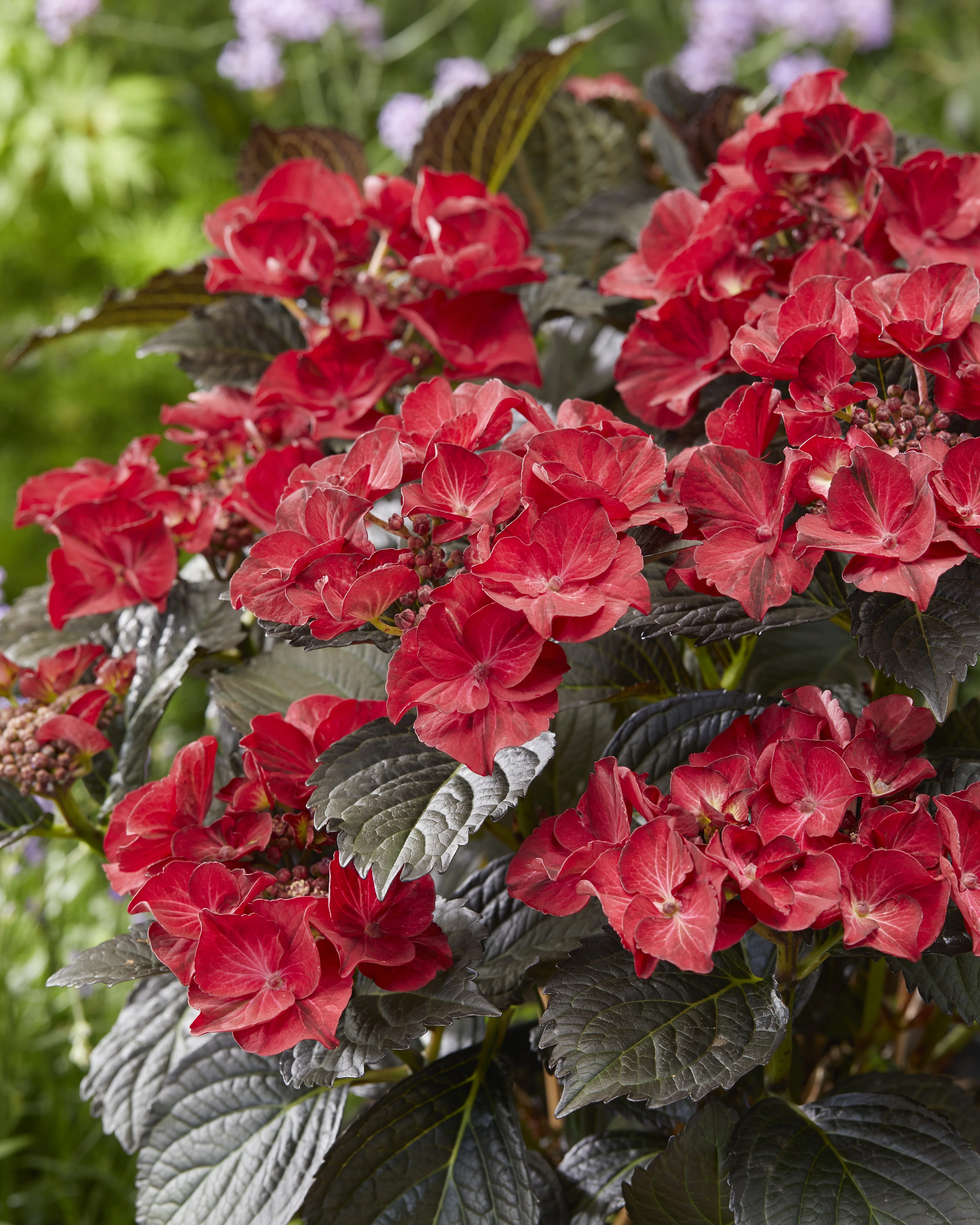 Tuxedo® Black Tie Hydrangea 3 Tuxedo® Black Tie Hydrangea