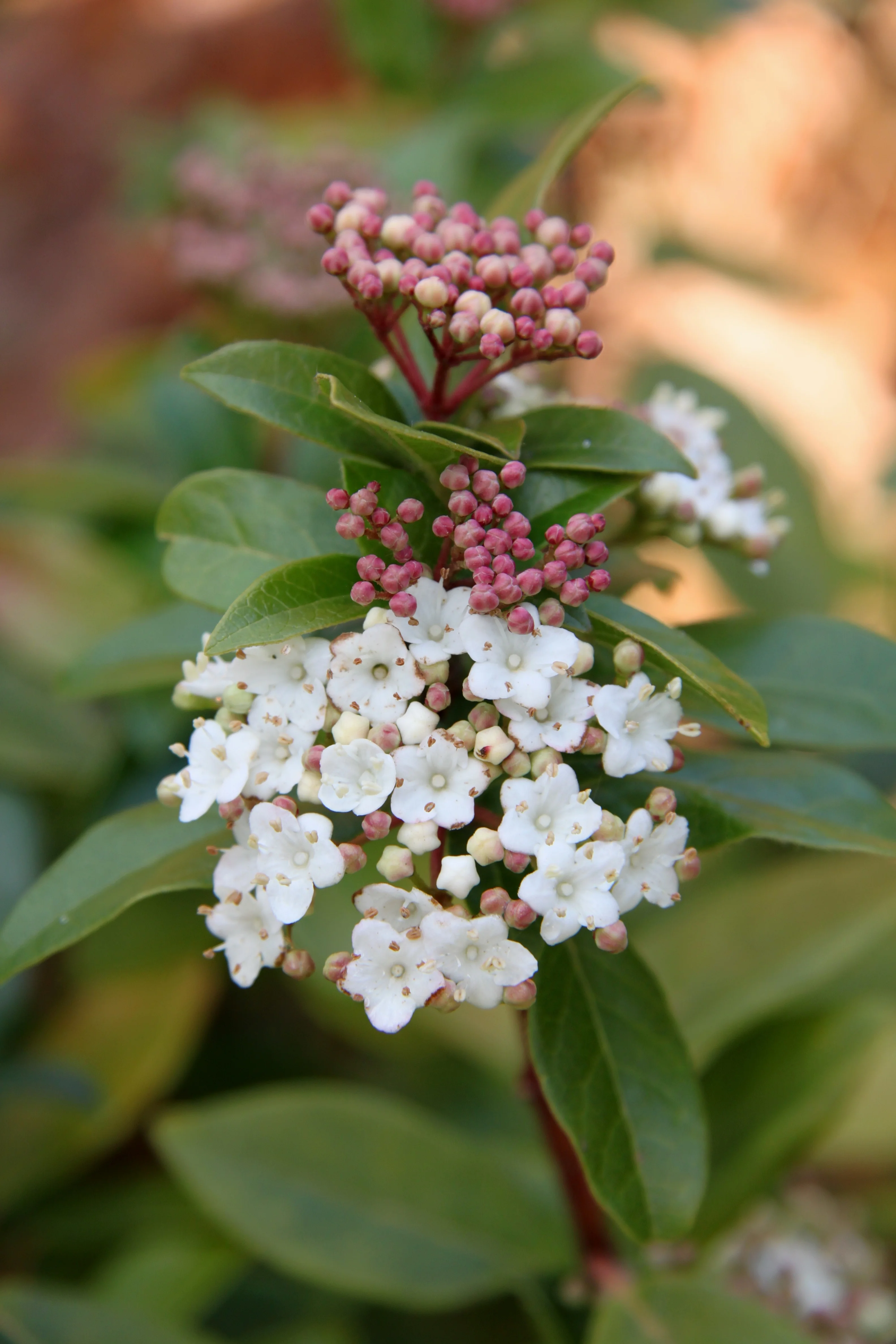 Spring Bouquet Laurustinus