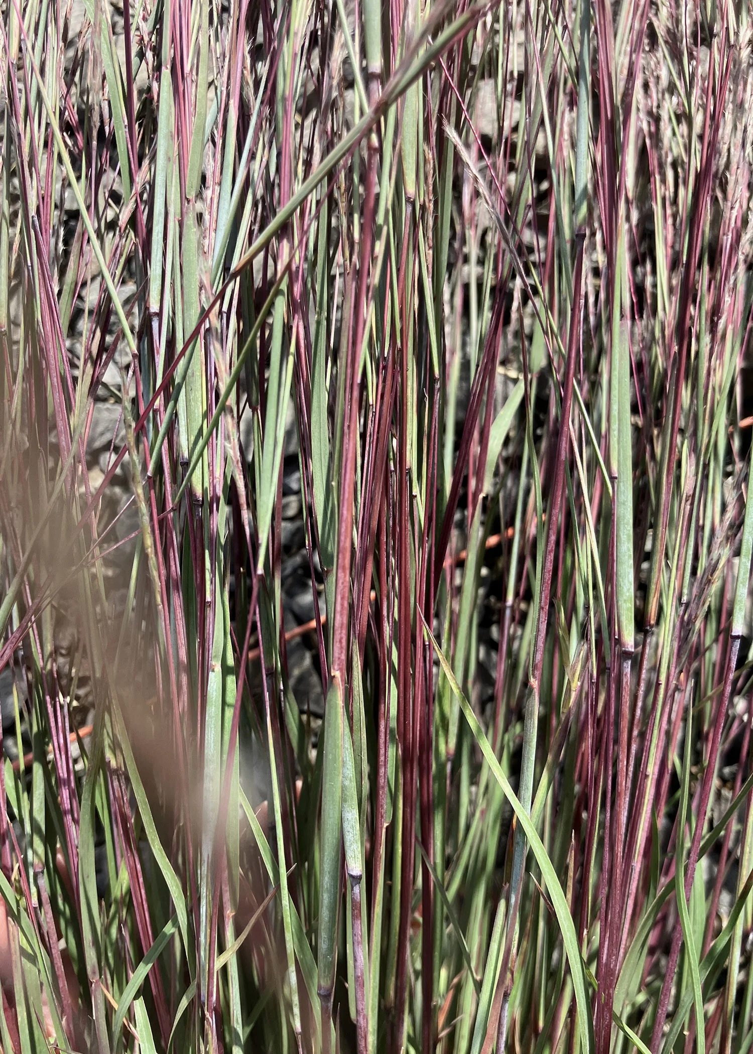 Little Red Fox Little Bluestem