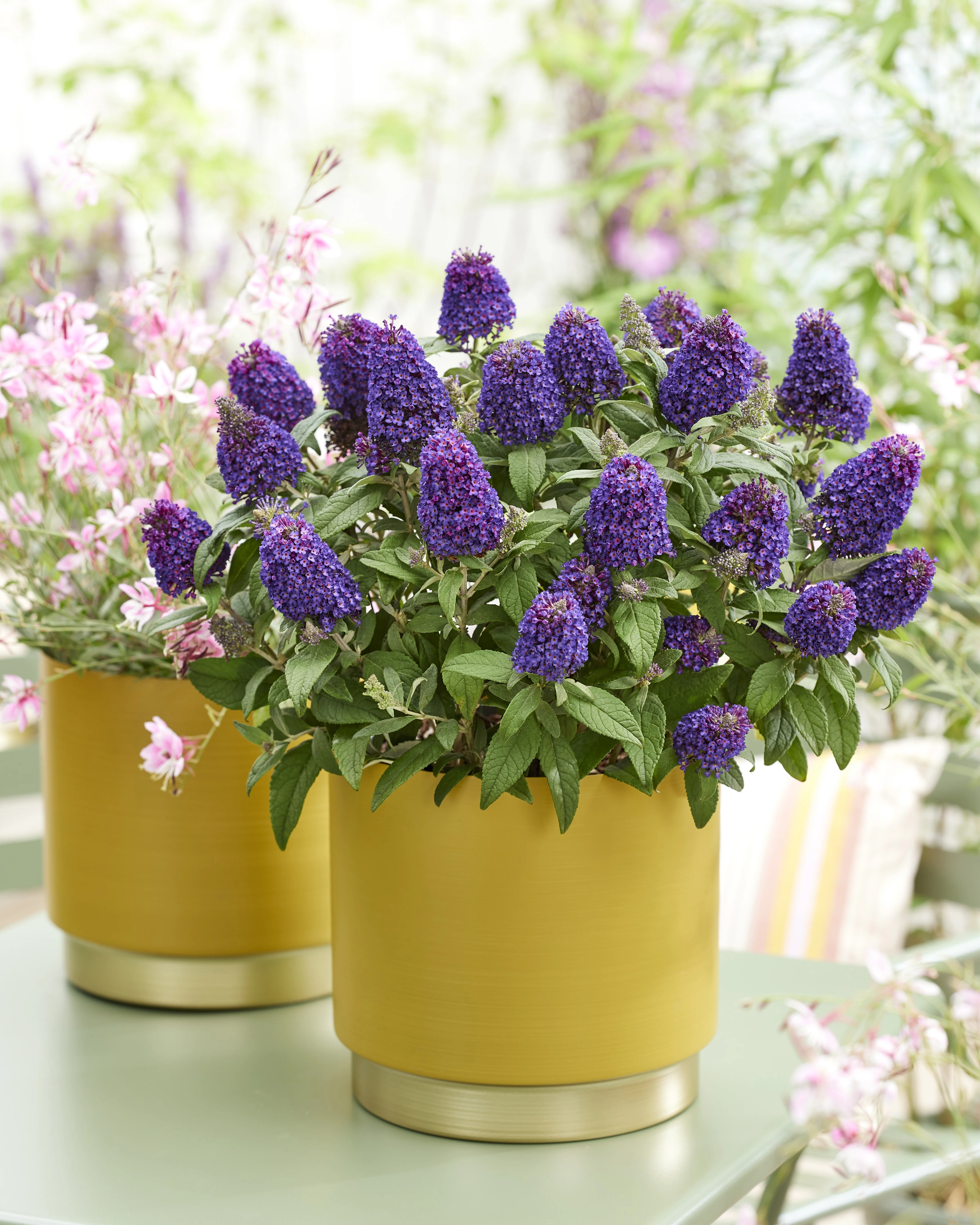 Little Rockstars Purple Butterfly Bush
