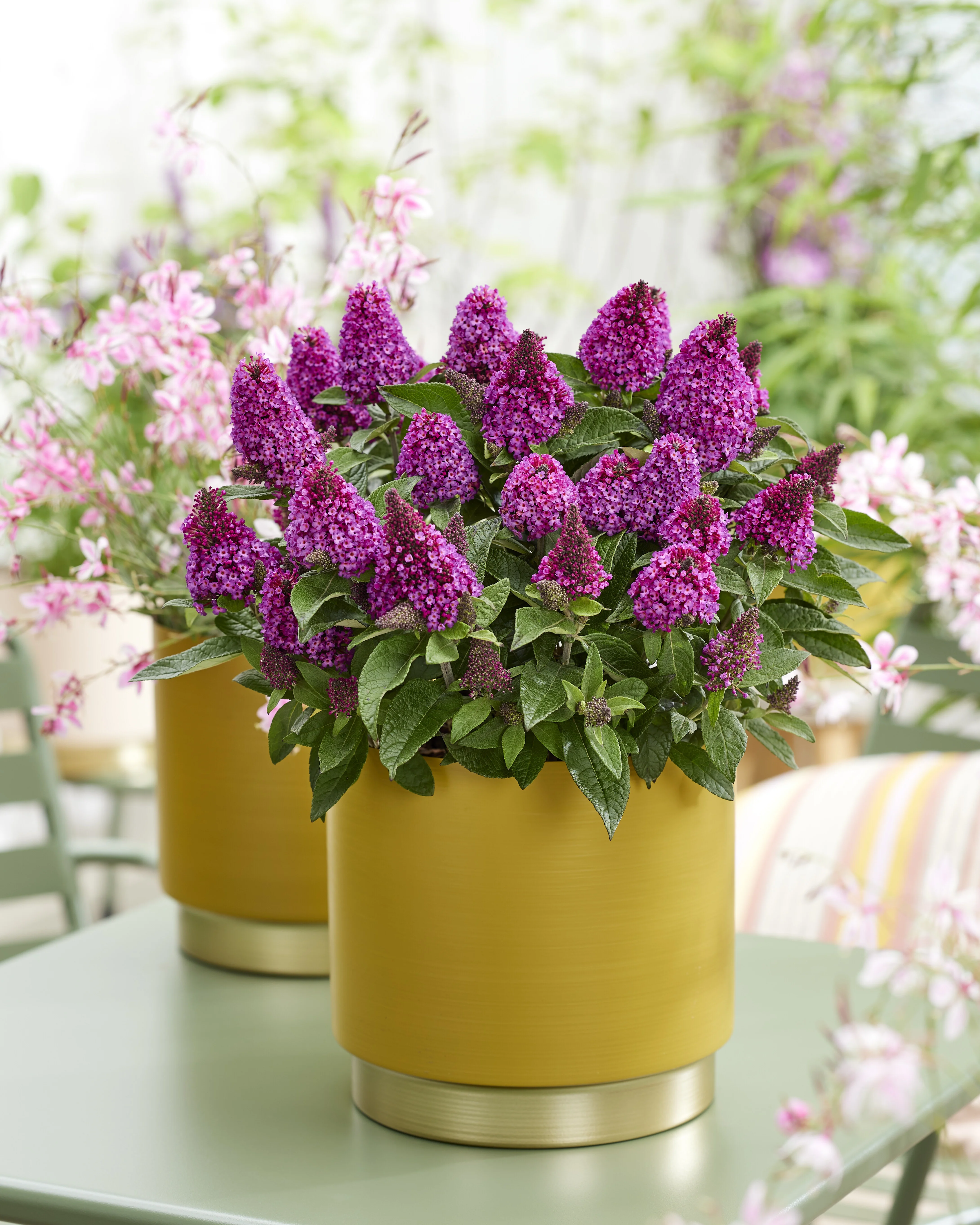 Little Rockstars Red Butterfly Bush