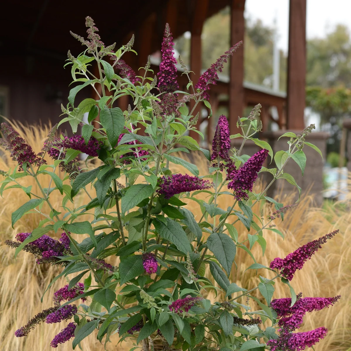 CranRazz™ Butterfly Bush 1 CranRazz™ Butterfly Bush