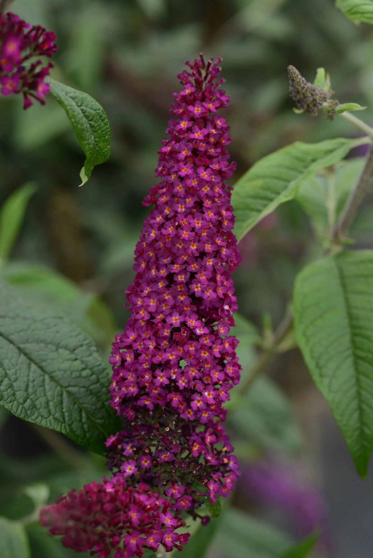 CranRazz™ Butterfly Bush 2 CranRazz™ Butterfly Bush