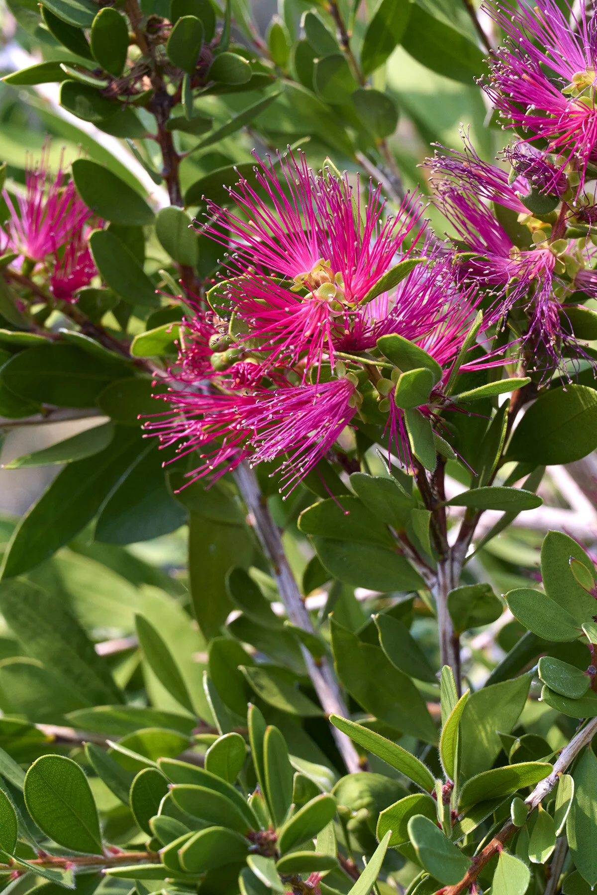 Bottle Pop™ Neon Pink Bottlebrush 4 Bottle Pop™ Neon Pink Bottlebrush