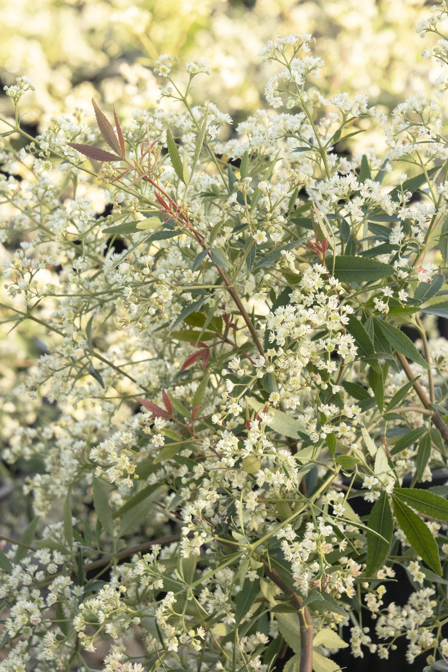 New South Wales Christmas Bush