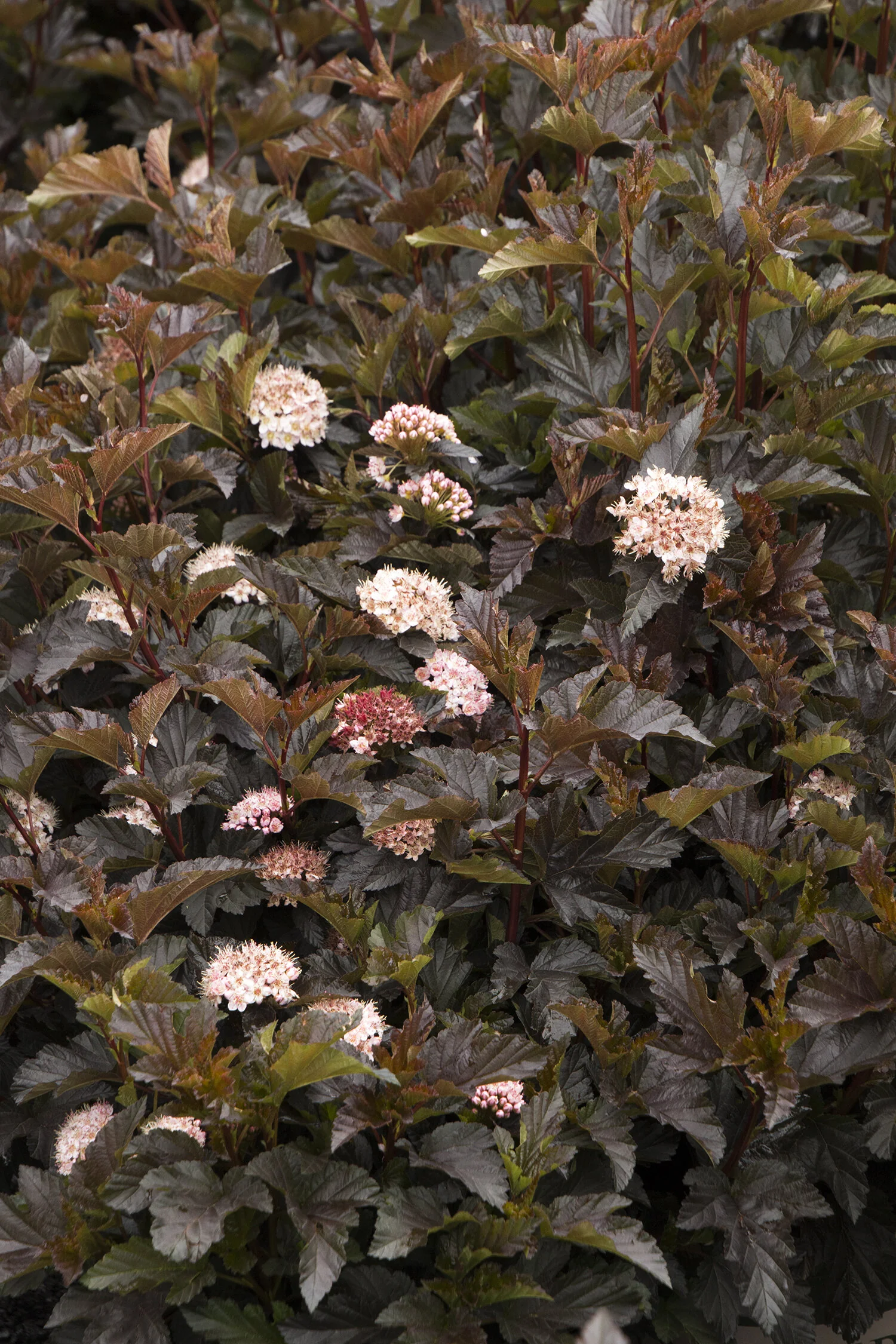 Petite Plum® Ninebark