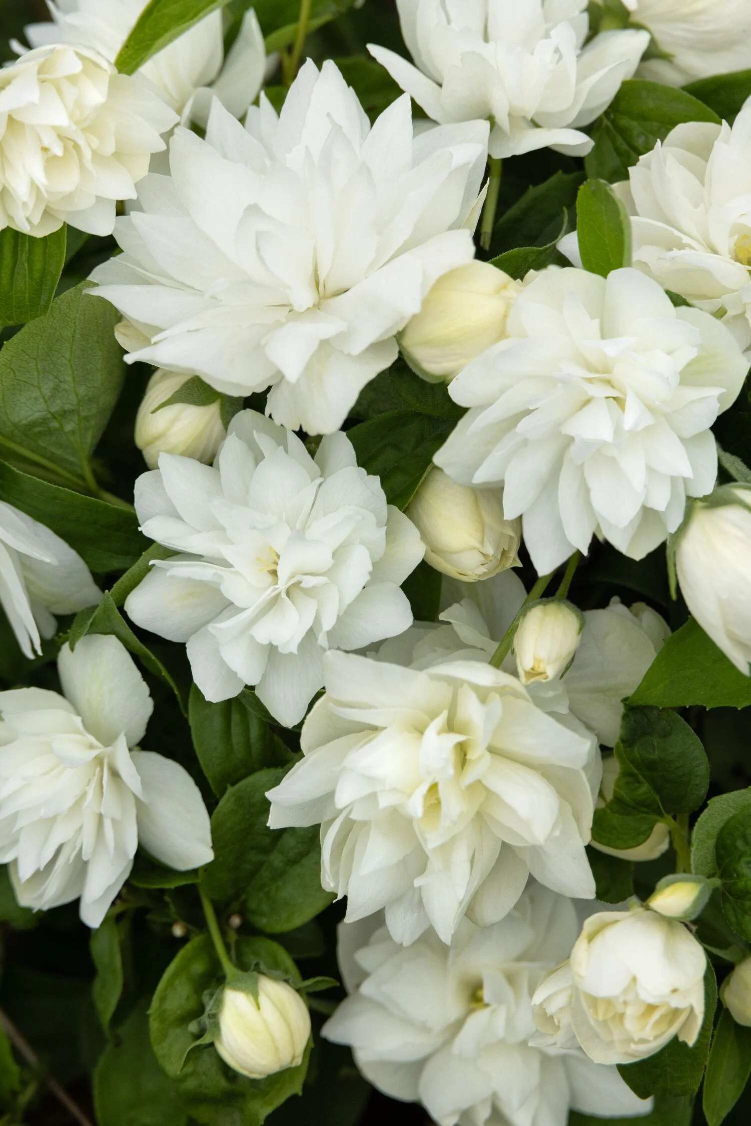 Pearls of Perfume Mock Orange 5 Pearls of Perfume Mock Orange