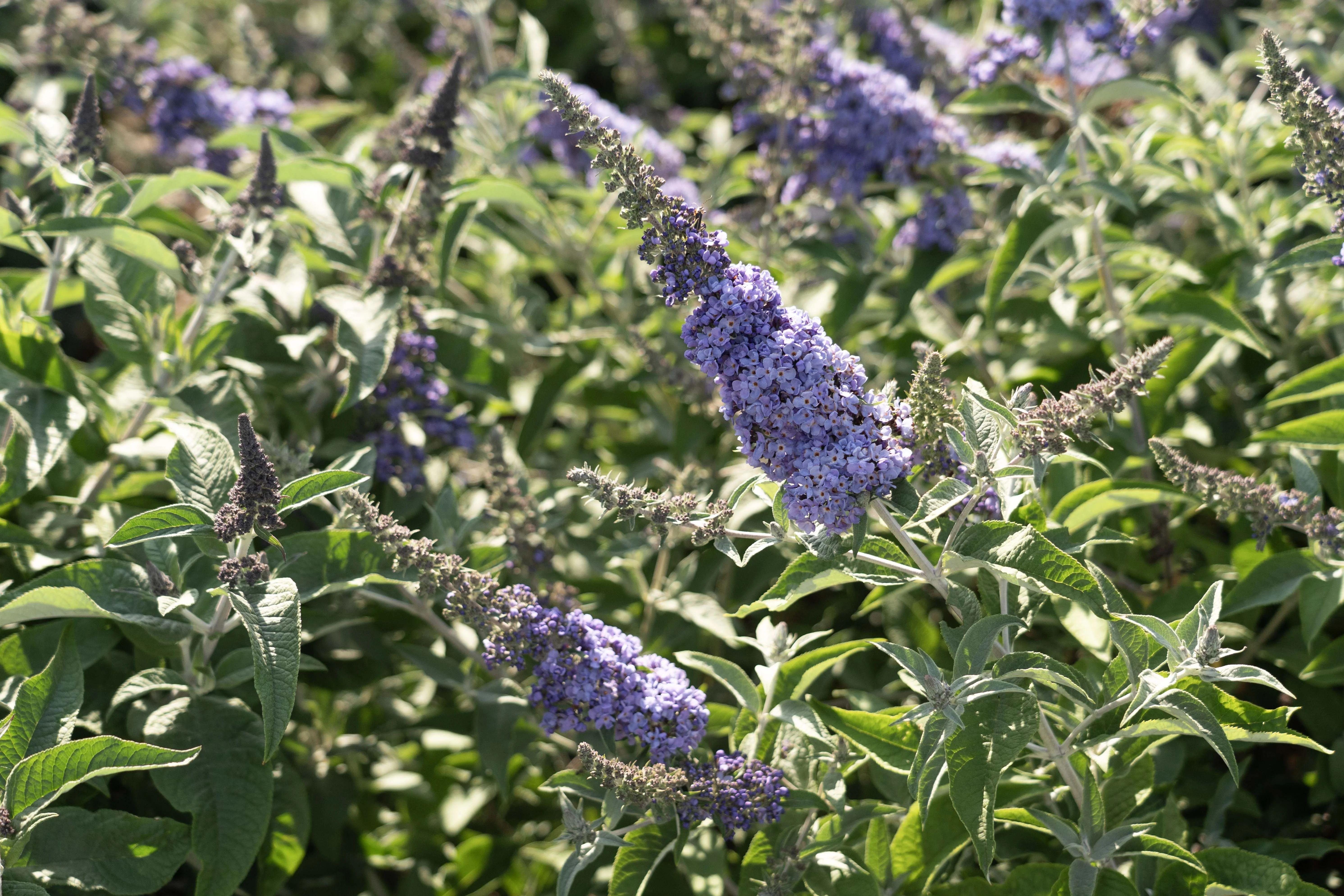 Dapper® Blue Butterfly Bush 1 Dapper® Blue Butterfly Bush