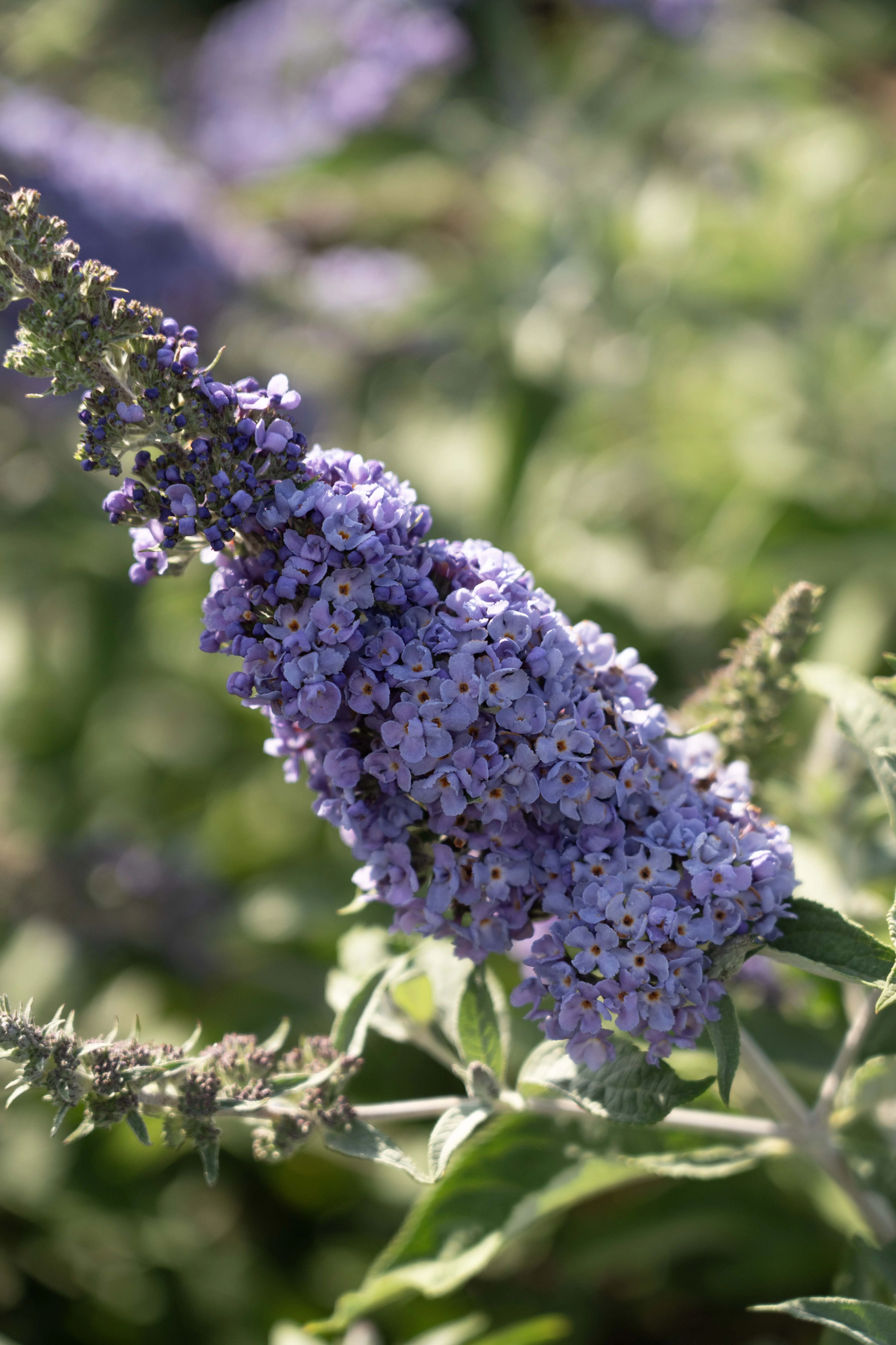 Dapper® Blue Butterfly Bush 2 Dapper® Blue Butterfly Bush
