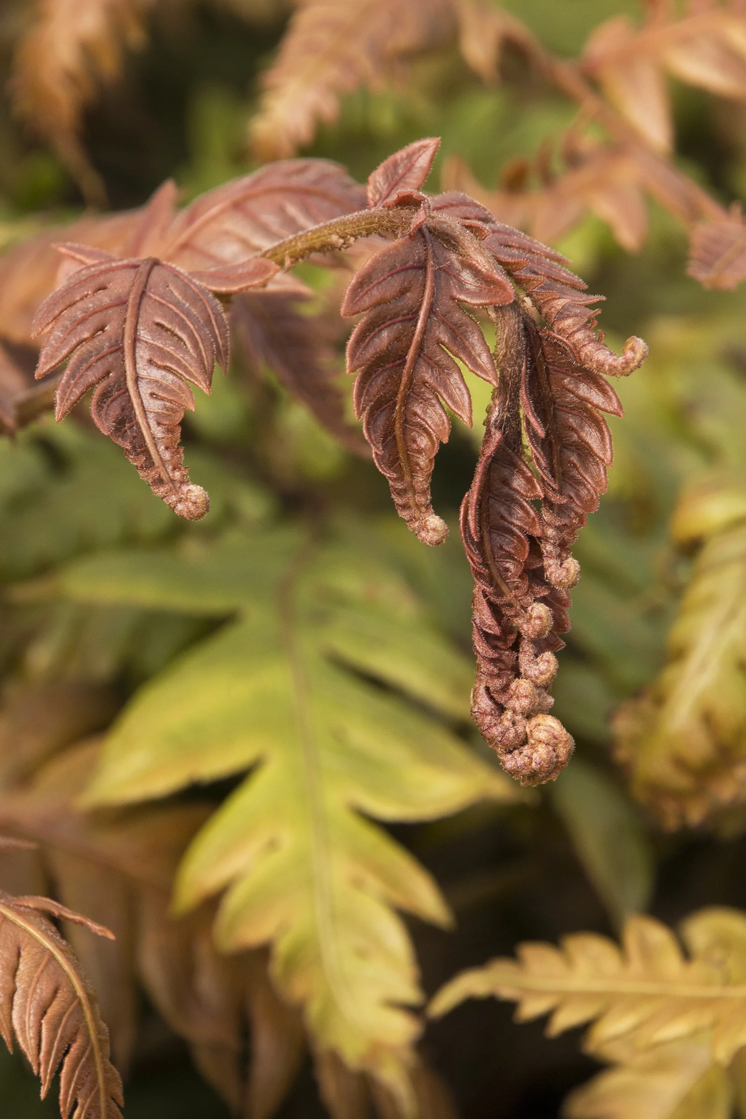 Jeweled Chain Fern 3 Jeweled Chain Fern
