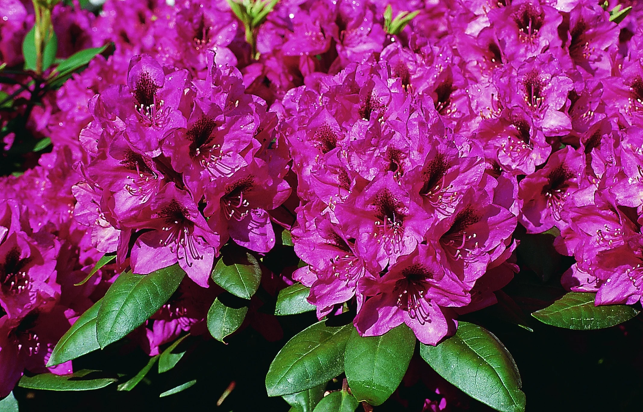 Miyama™ Mendosina Rhododendron 1 Miyama™ Mendosina Rhododendron