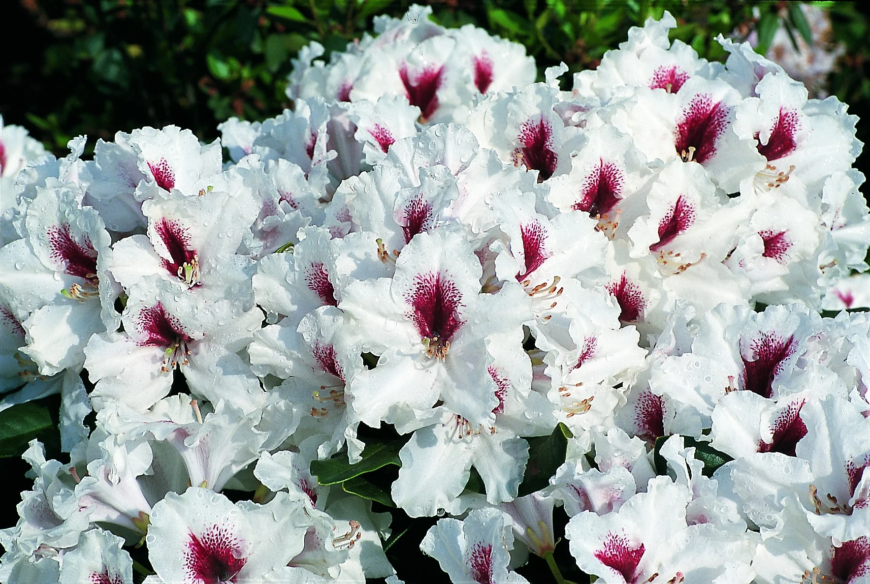 Miyama™ Picobello Rhododendron 2 Miyama™ Picobello Rhododendron