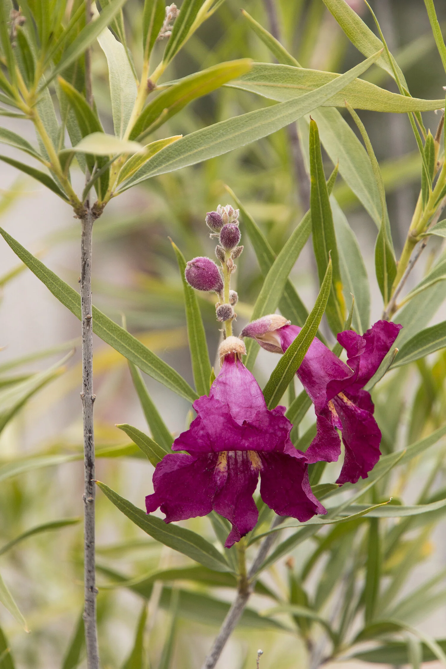 Sweet Katie Burgundy Desert Willow 1 Sweet Katie Burgundy Desert Willow